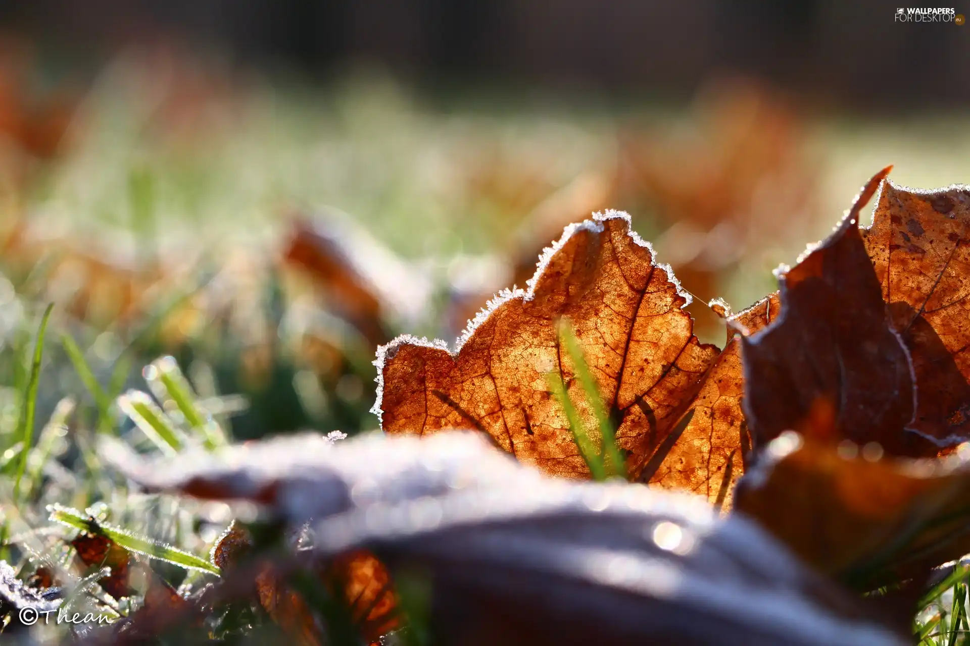 White frost, frozen, Leaf