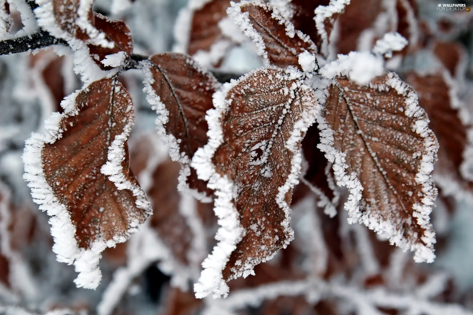 frosty, Leaf