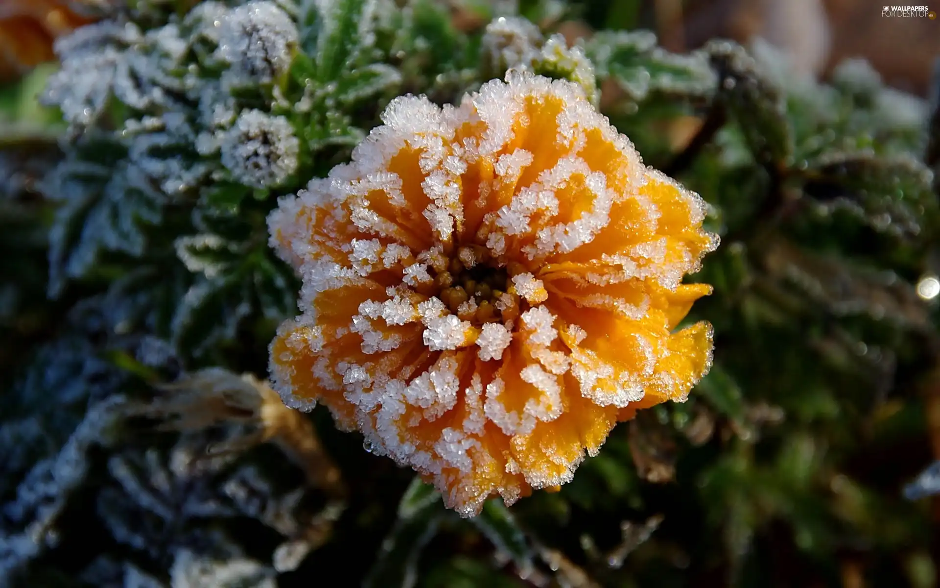 Frozen, Colourfull Flowers, Leaf, Yellow