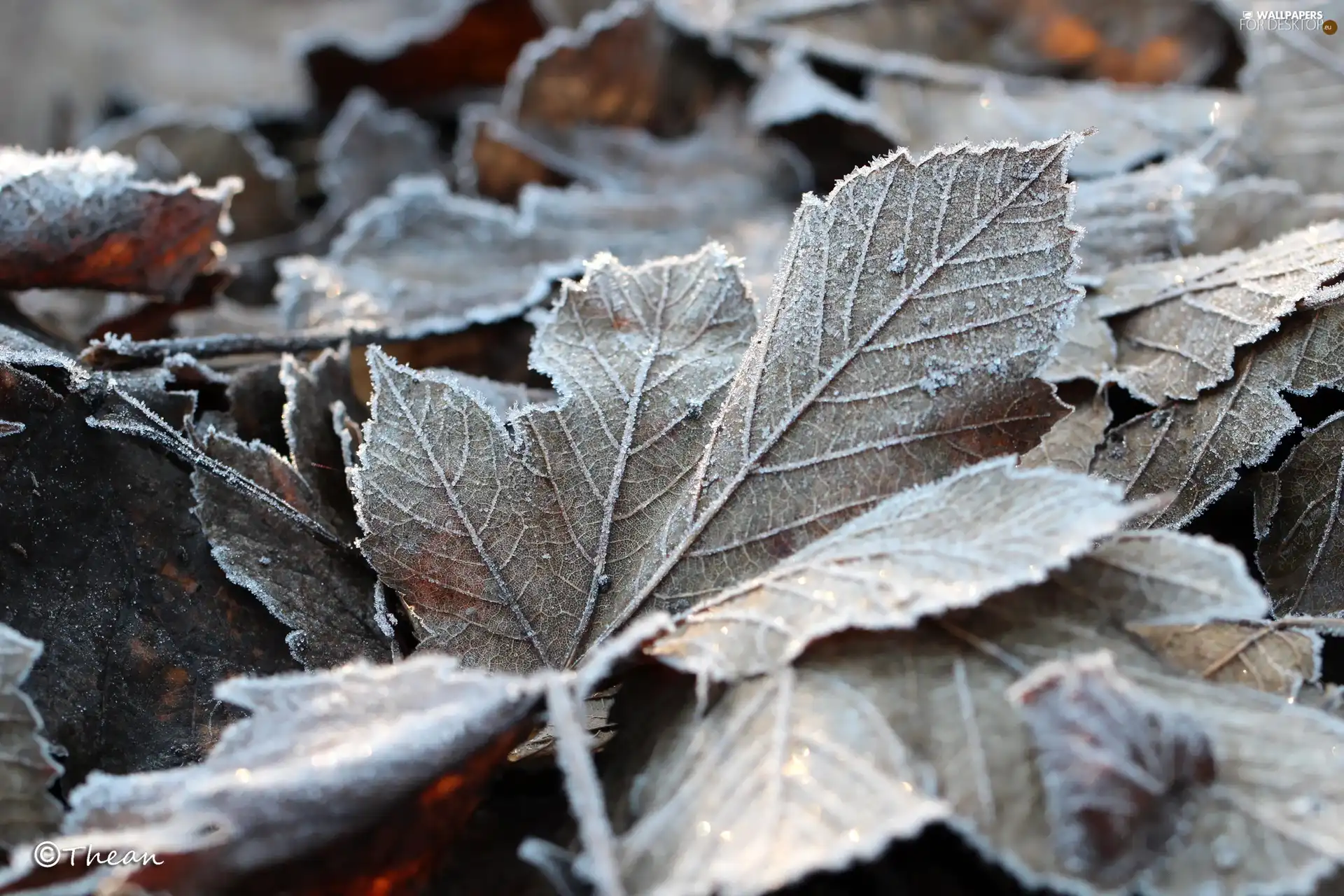 frozen, Leaf