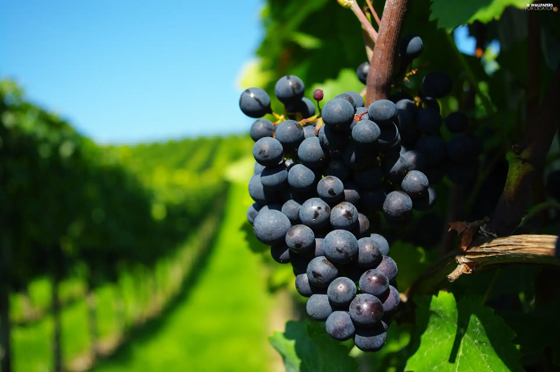 Grapes, Leaf