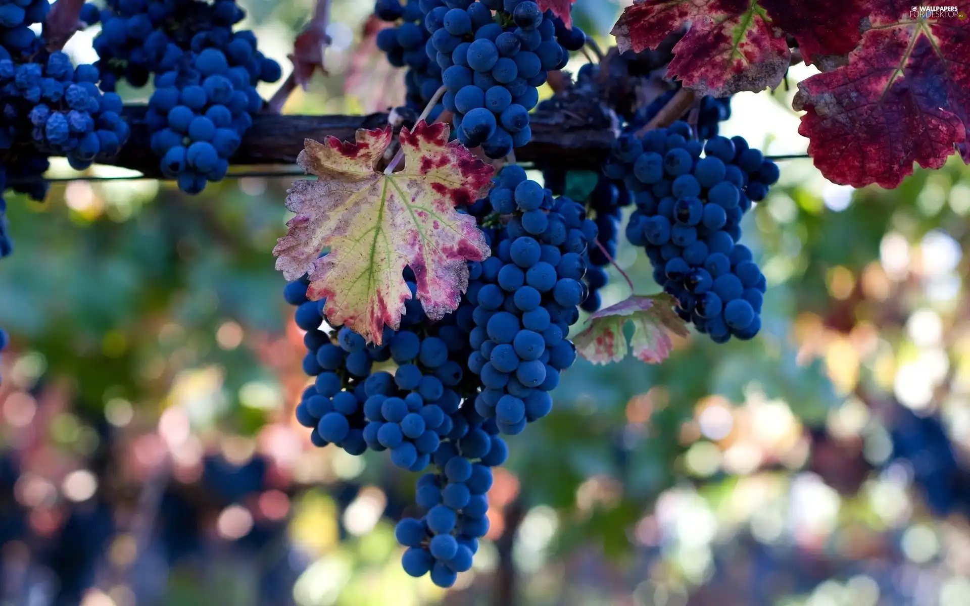 Leaf, bunches, grapes