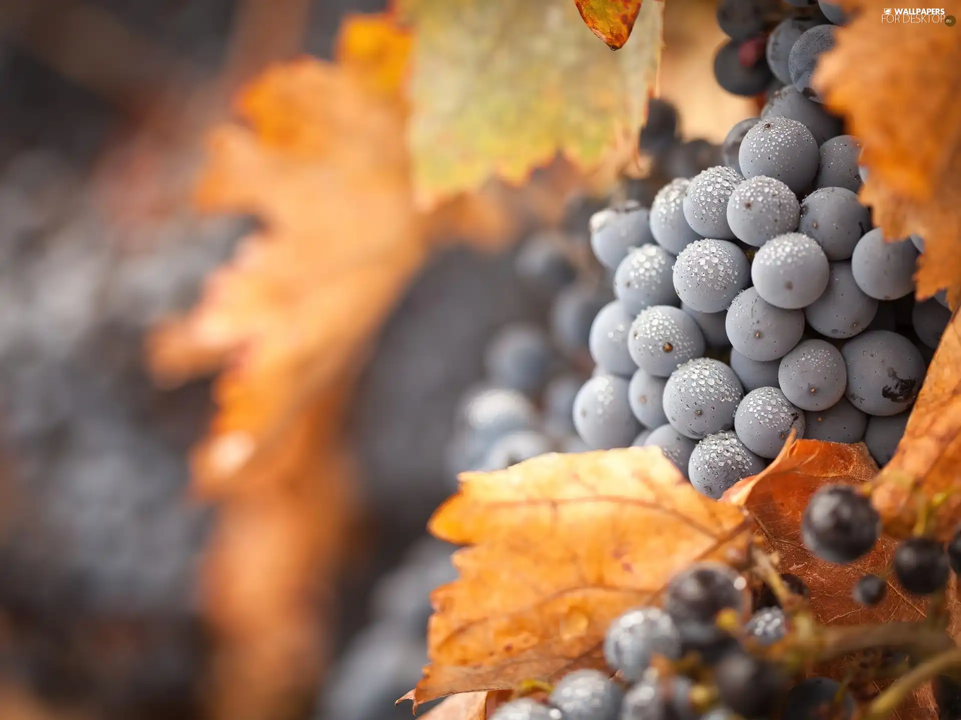 Leaf, spray, grapes