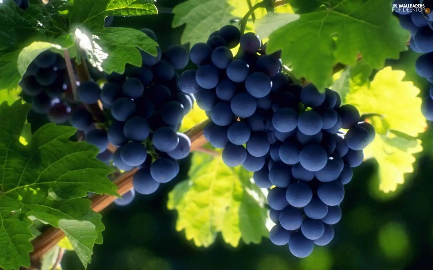 Grapes, Leaf