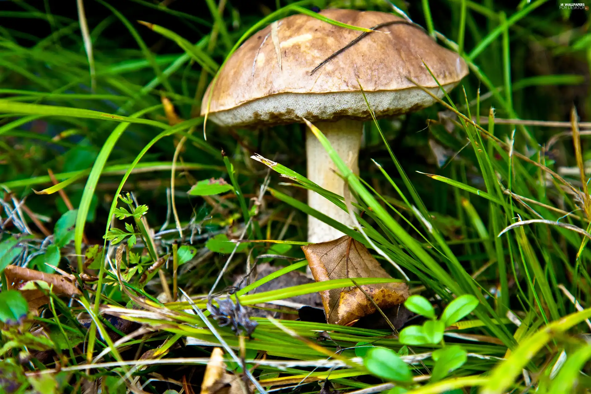 leaf, Mushrooms, grass