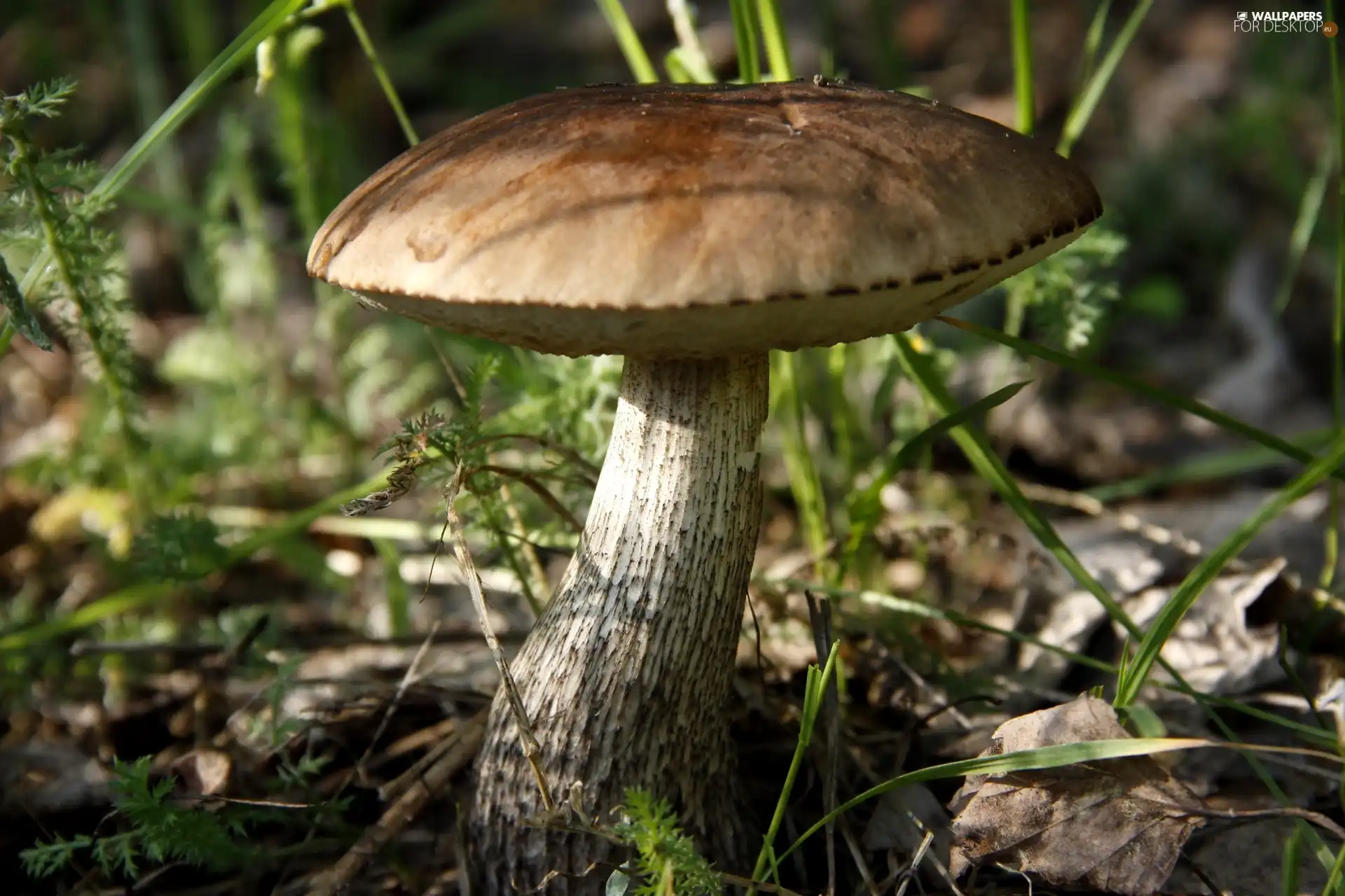 Mushrooms, grass, Leaf, Kozak