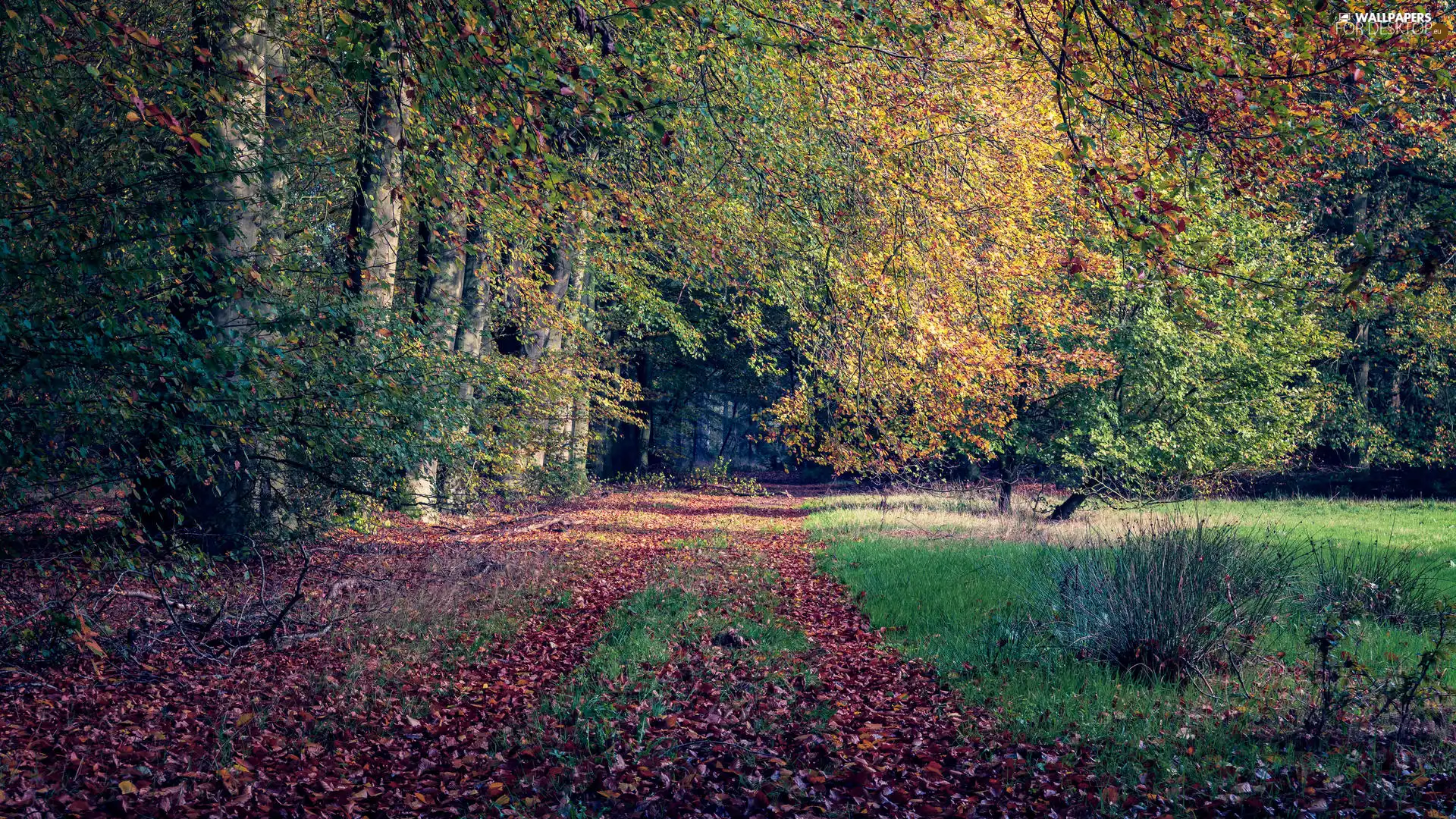 viewes, Path, grass, fallen, Green, trees, forest, Leaf