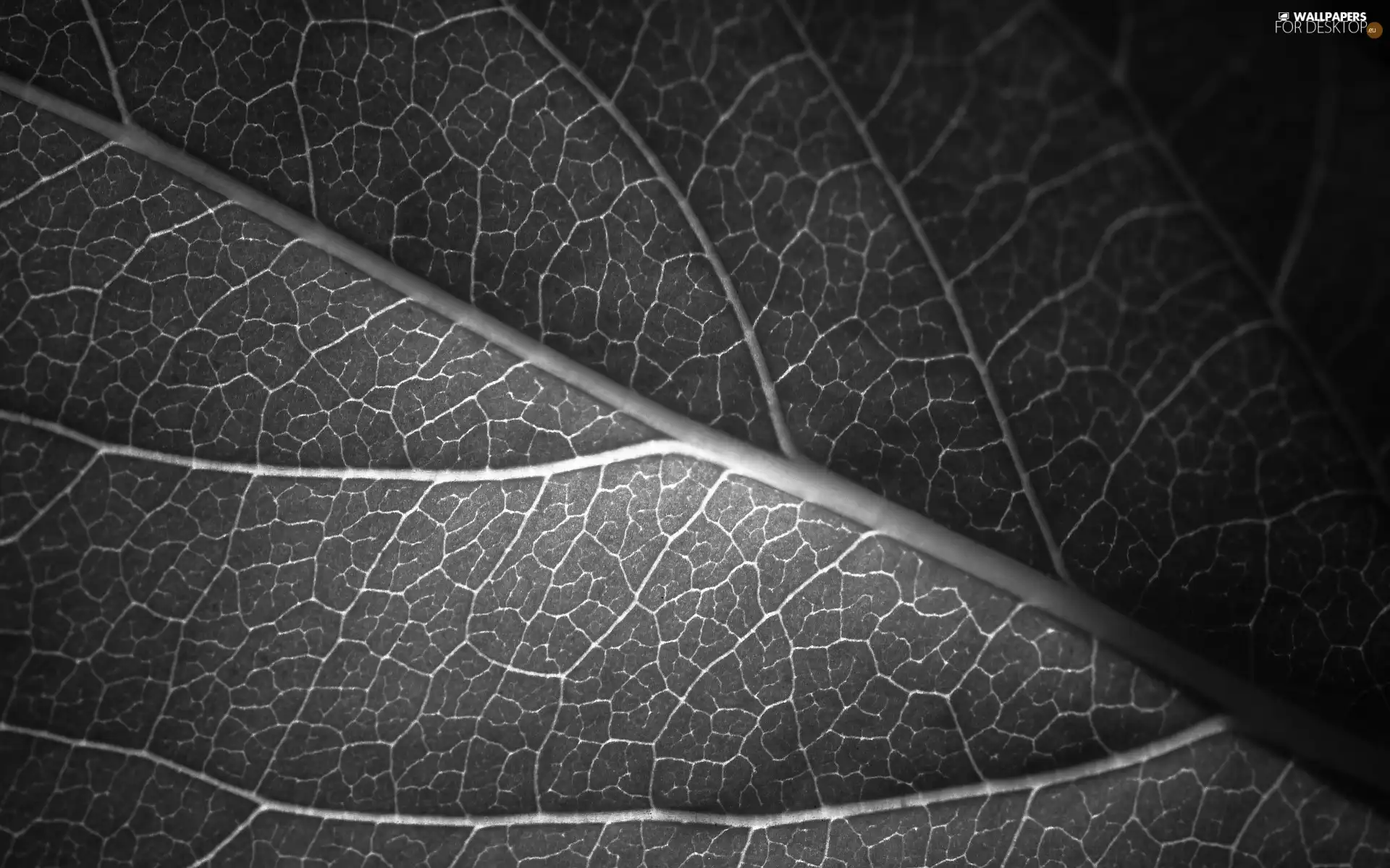 Gray, leaf