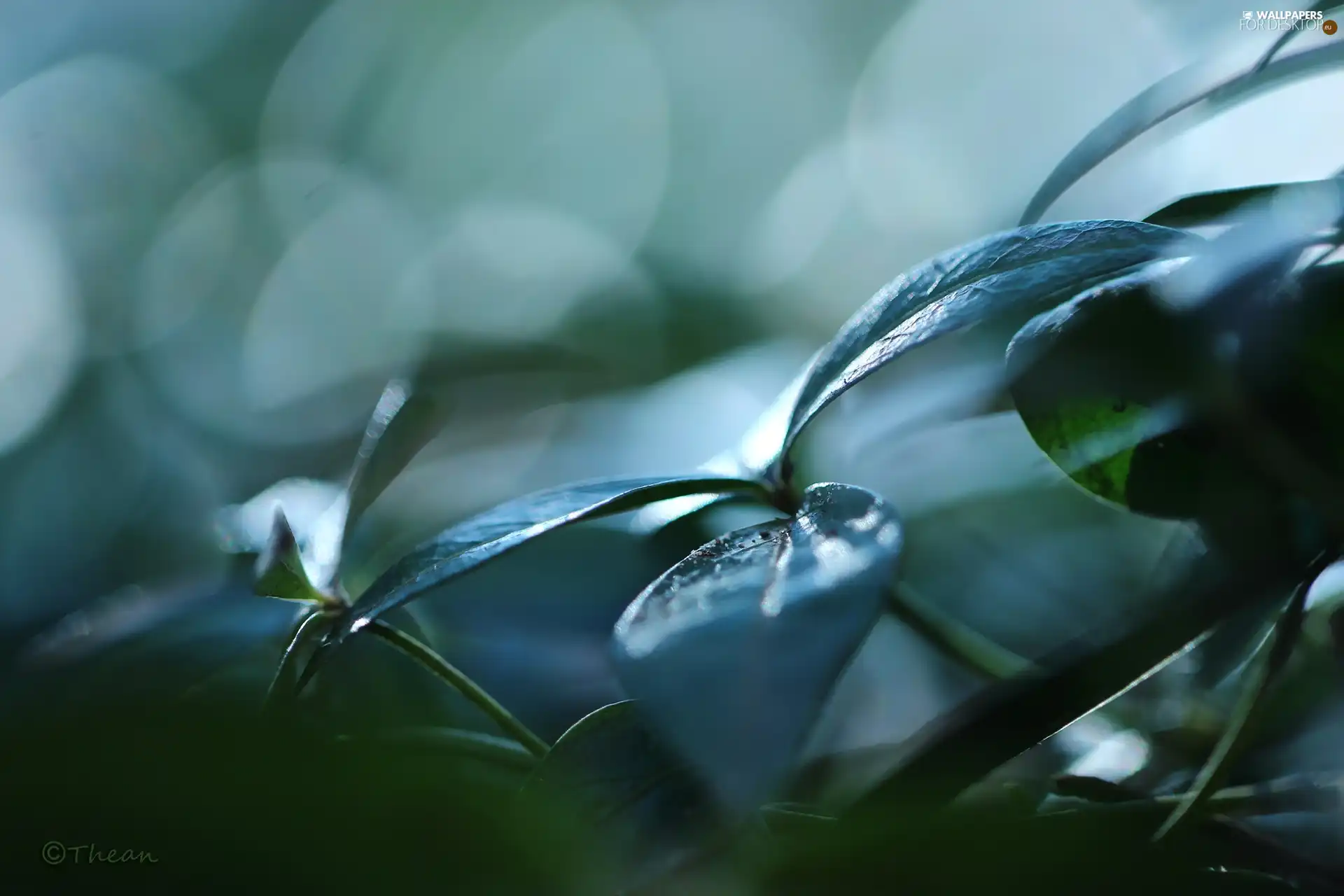 Close, green ones, Leaf