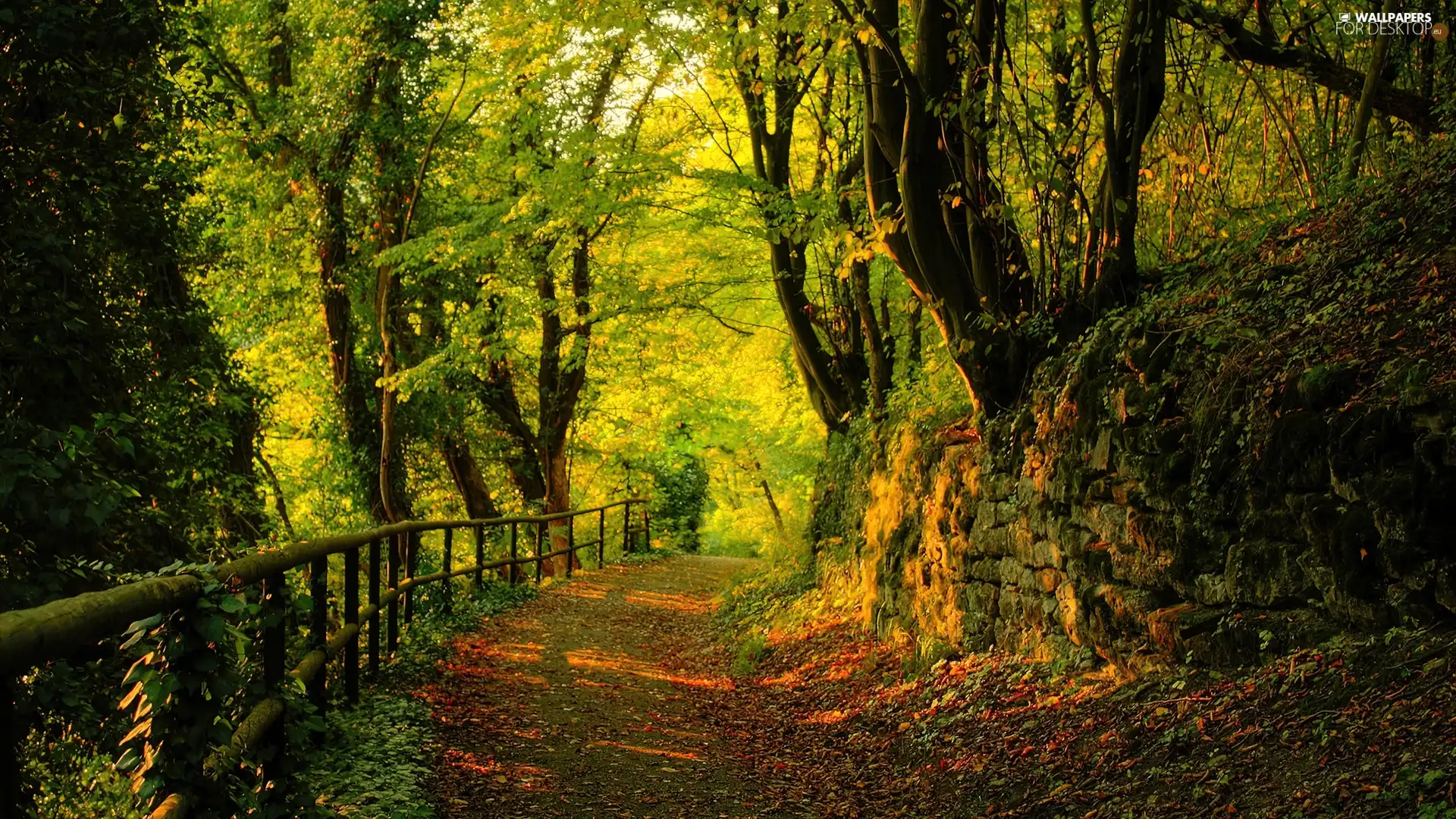 Leaf, Park, green