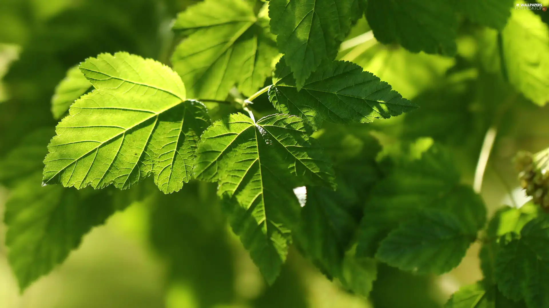 Plants, green ones, Leaf