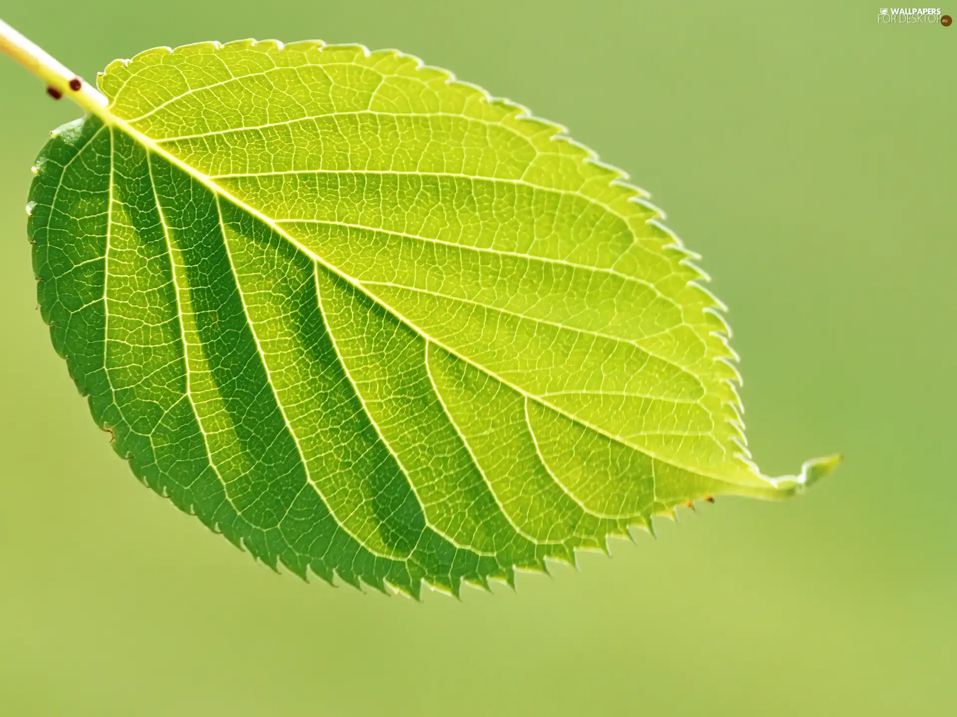 Green, leaf