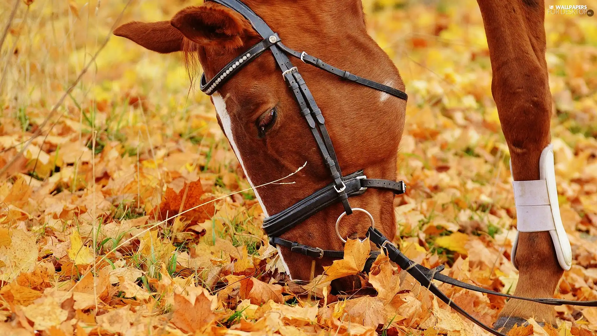Leaf, Horse, head