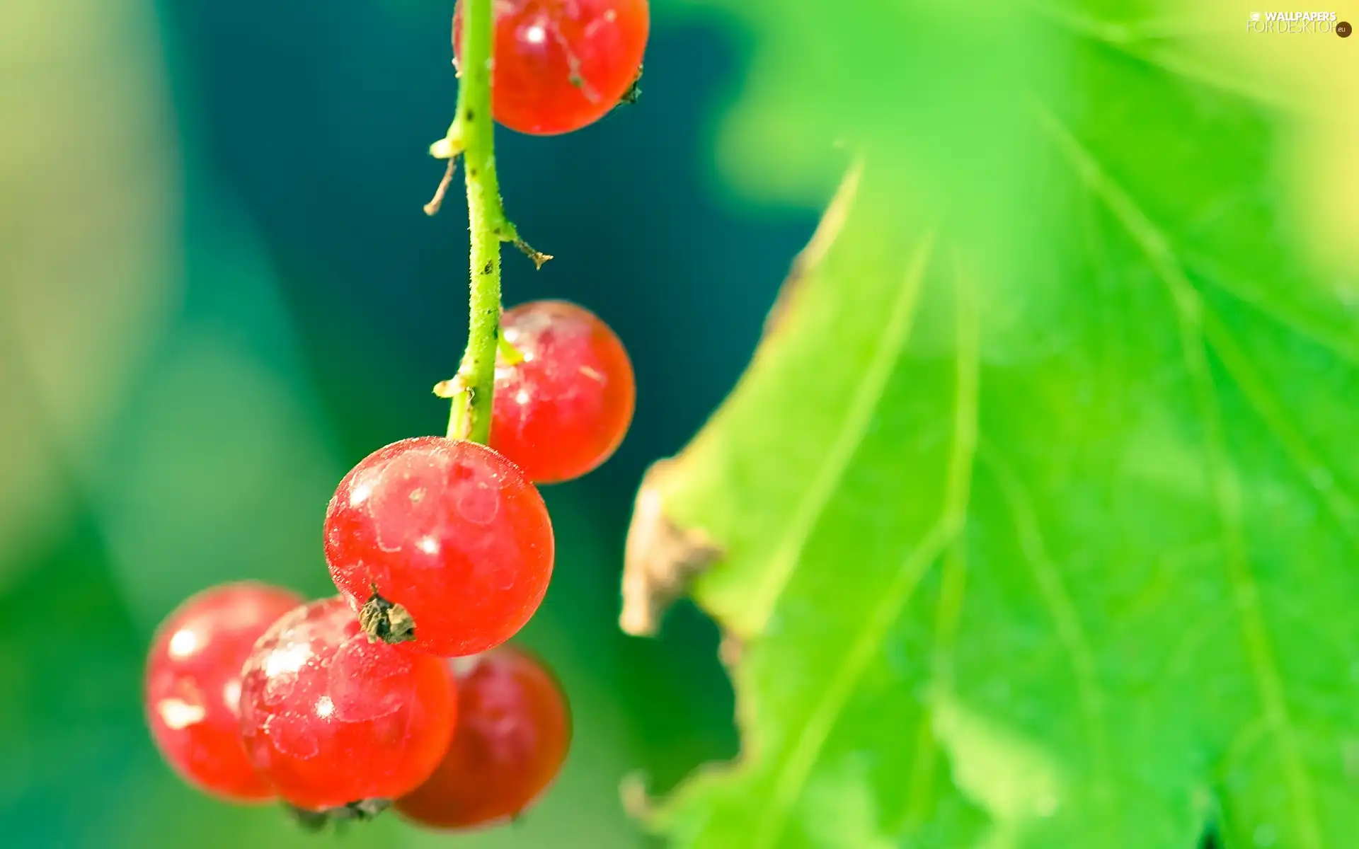 red hot, green ones, Leaf, currant