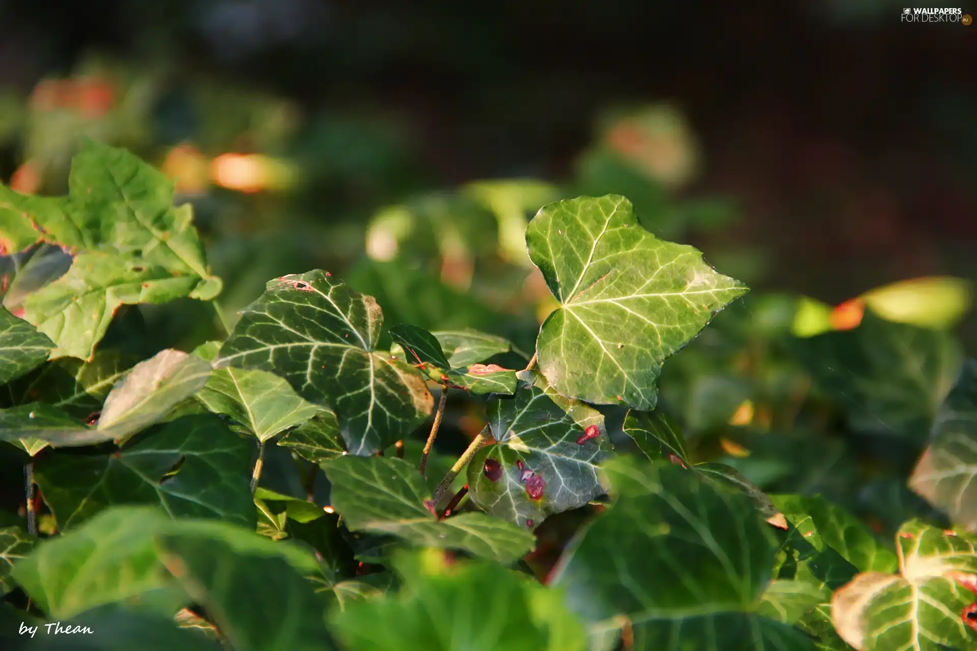 ivy, Leaf