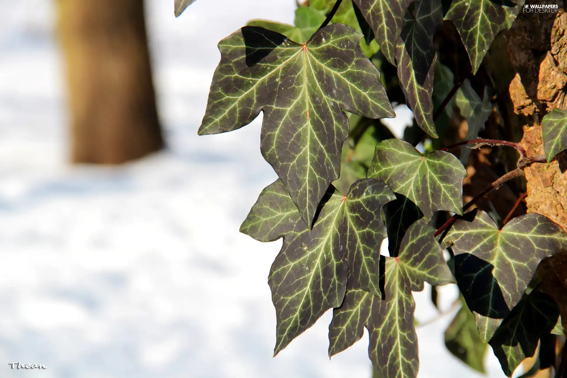 ivy, tree, Leaf, an