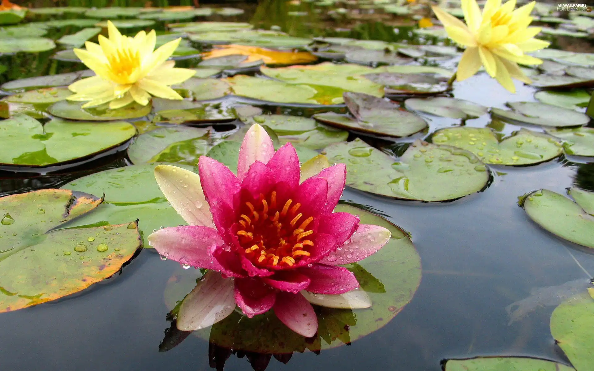 lilies, water, Leaf, water