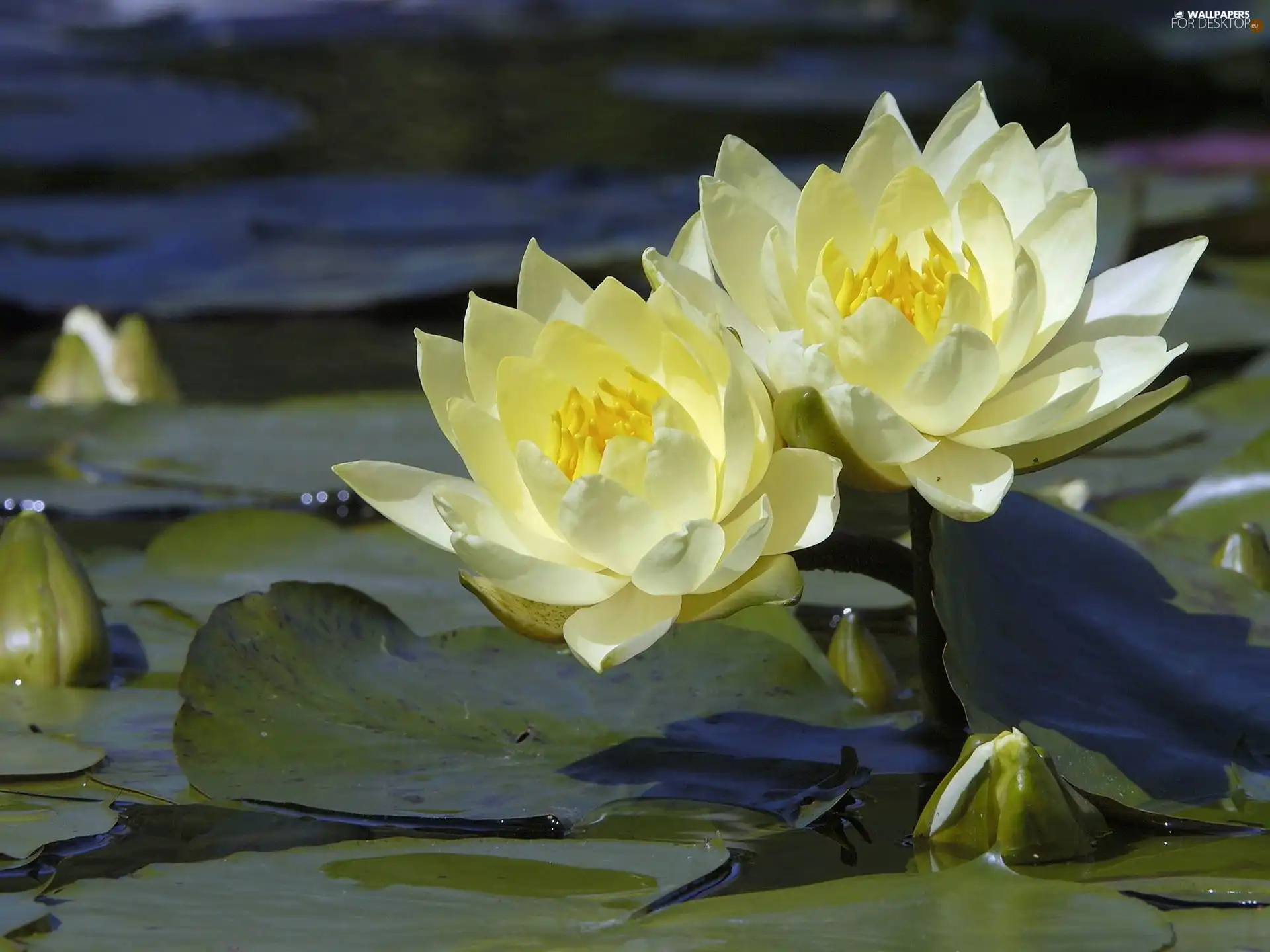 Leaf, water, lilies