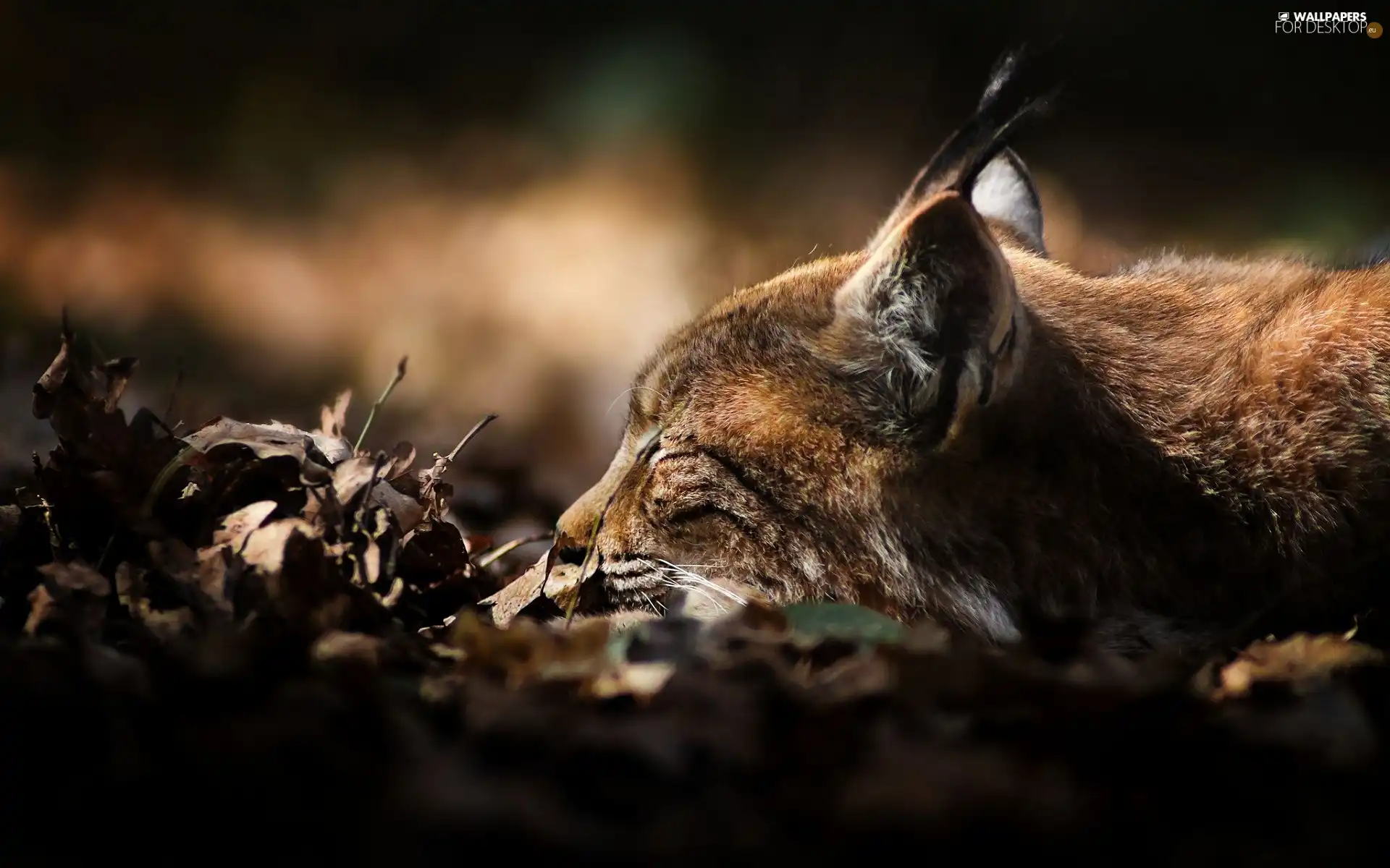 Leaf, sleepy, Lynx