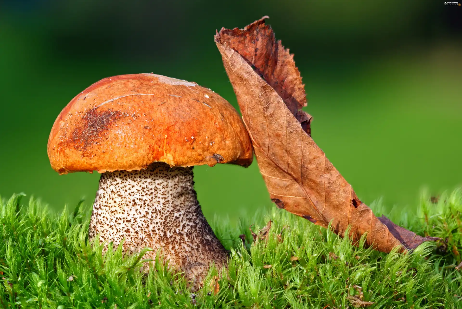 Mushrooms, grass, leaf, Kozak