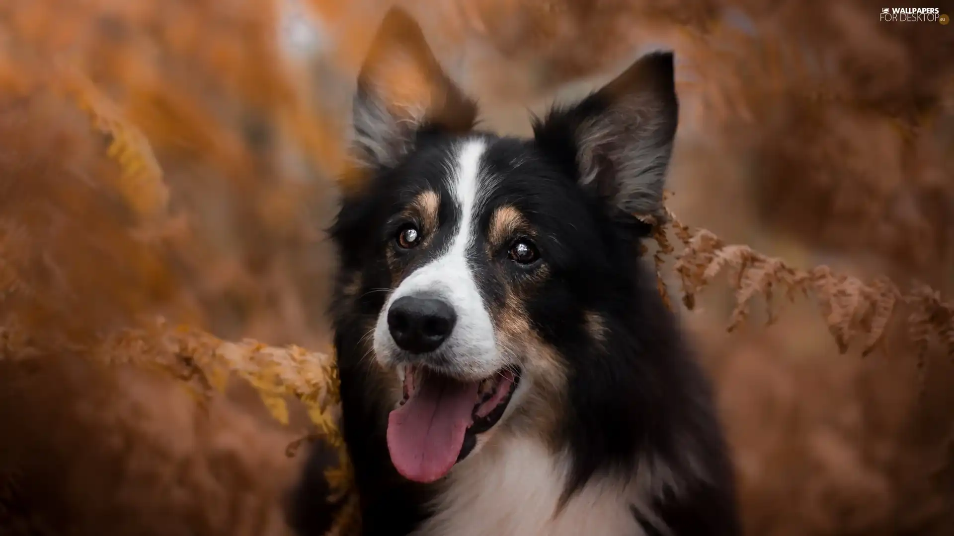 Leaf, dog, muzzle