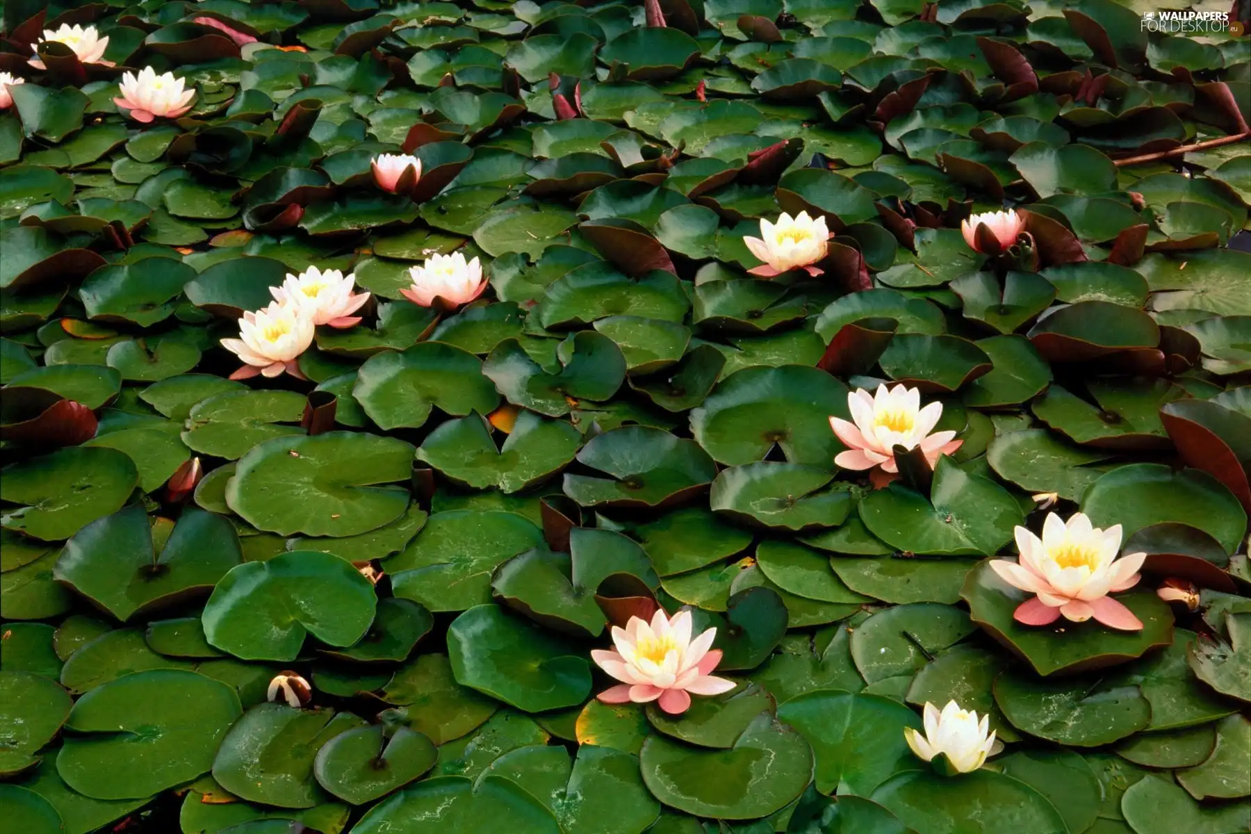 Leaf, White, Nenufary