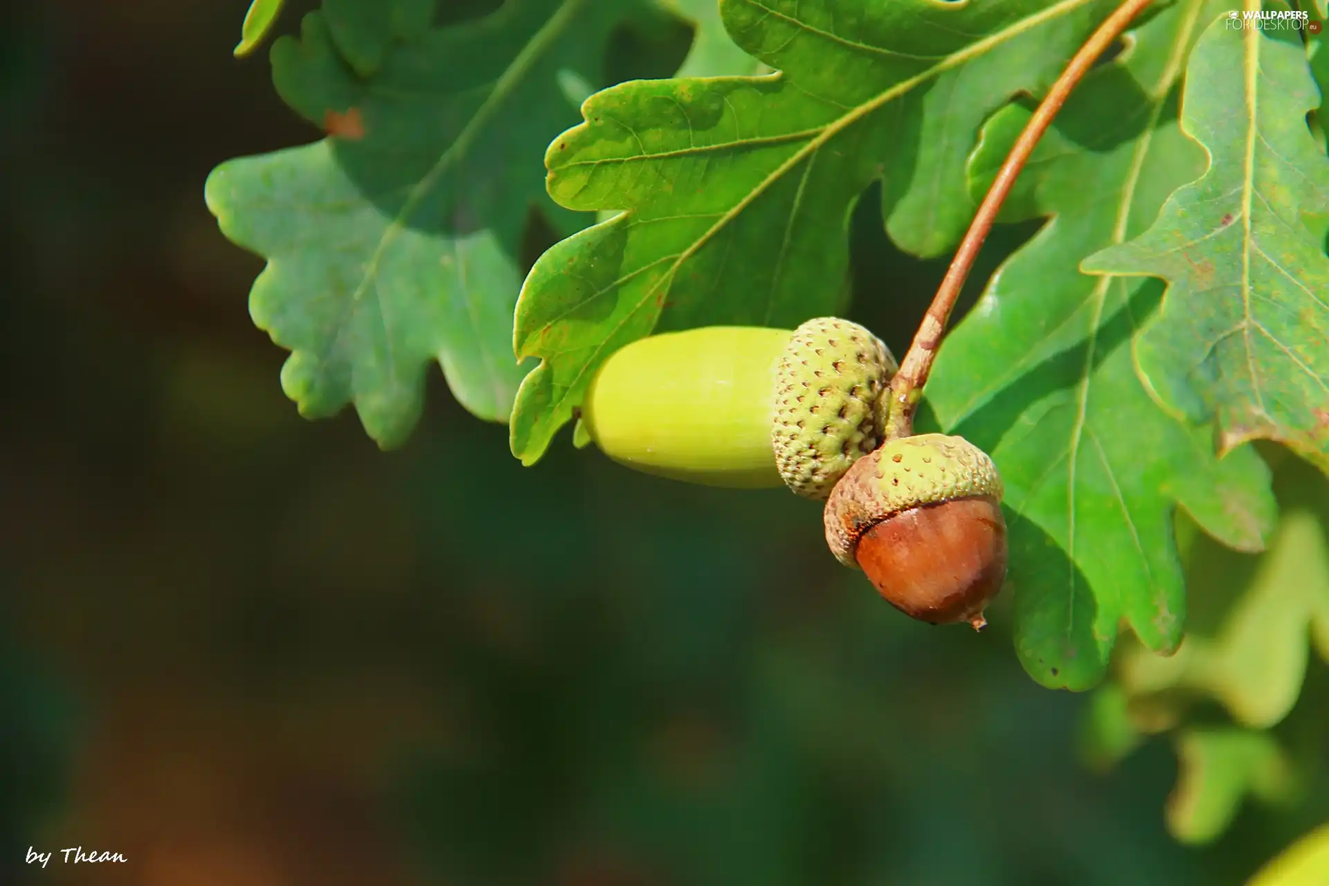 Leaf, Acorns, oak