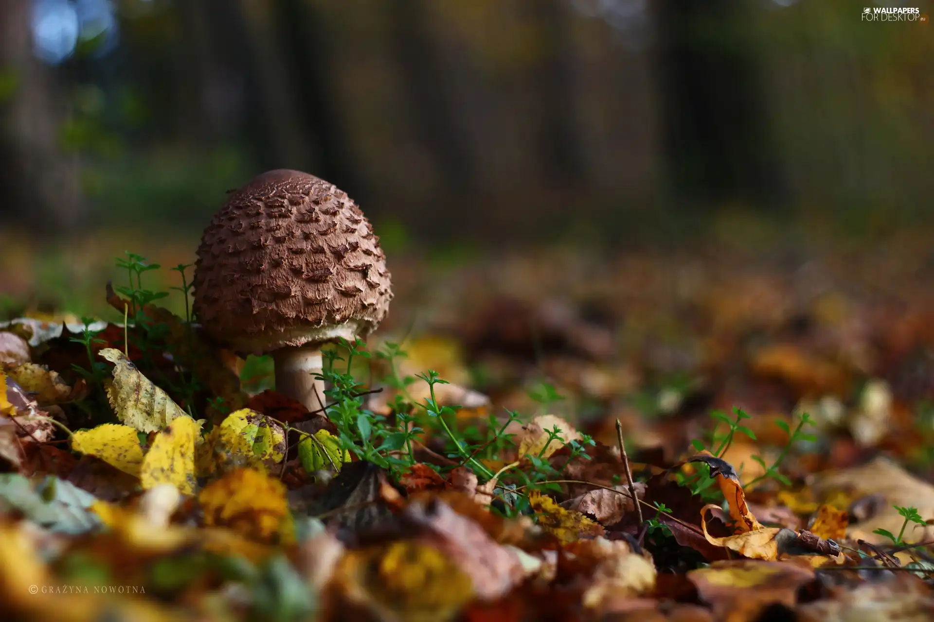 owl, Macrolepiota Procera, Leaf, Mushrooms