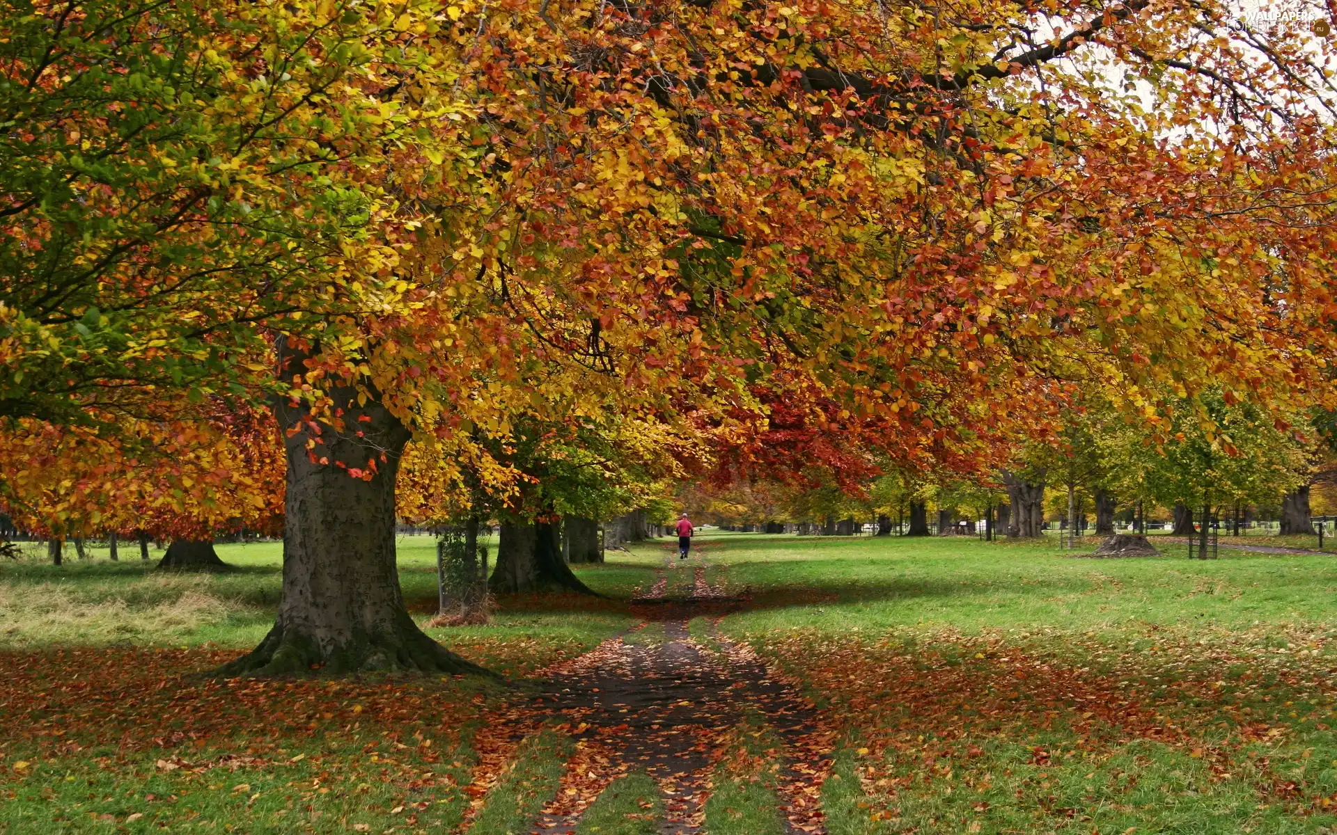 Park, green, Leaf, autumn