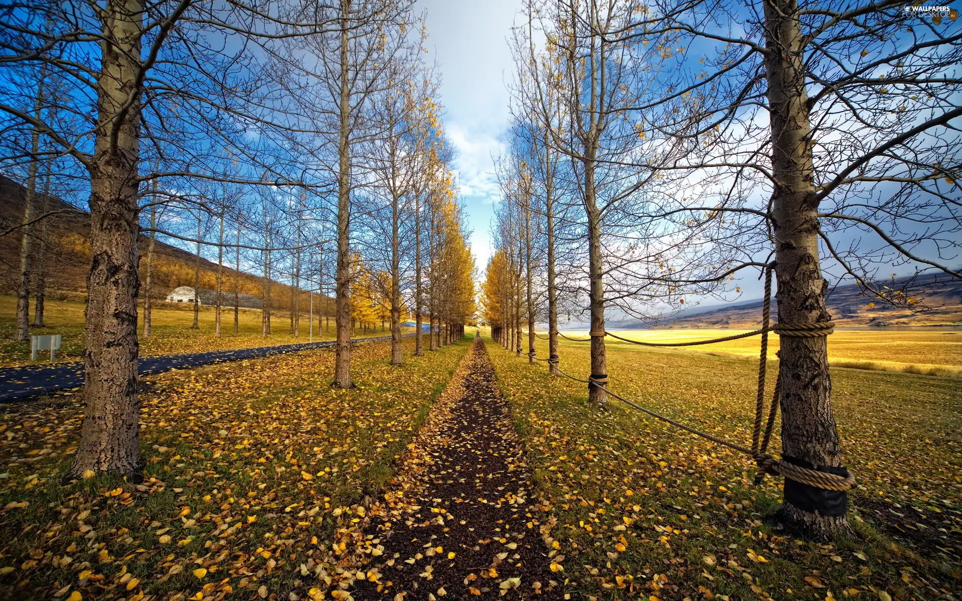 Leaf, Path, trees, viewes, autumn