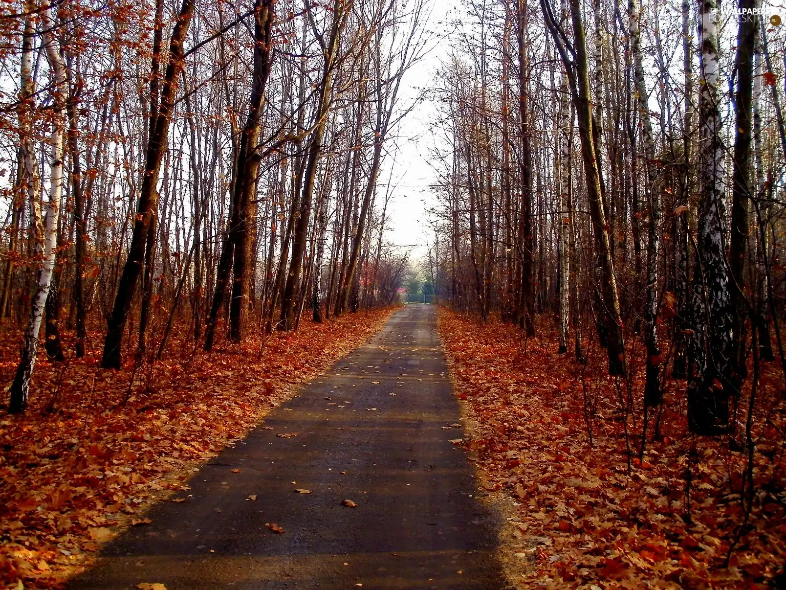 Leaf, forest, Path