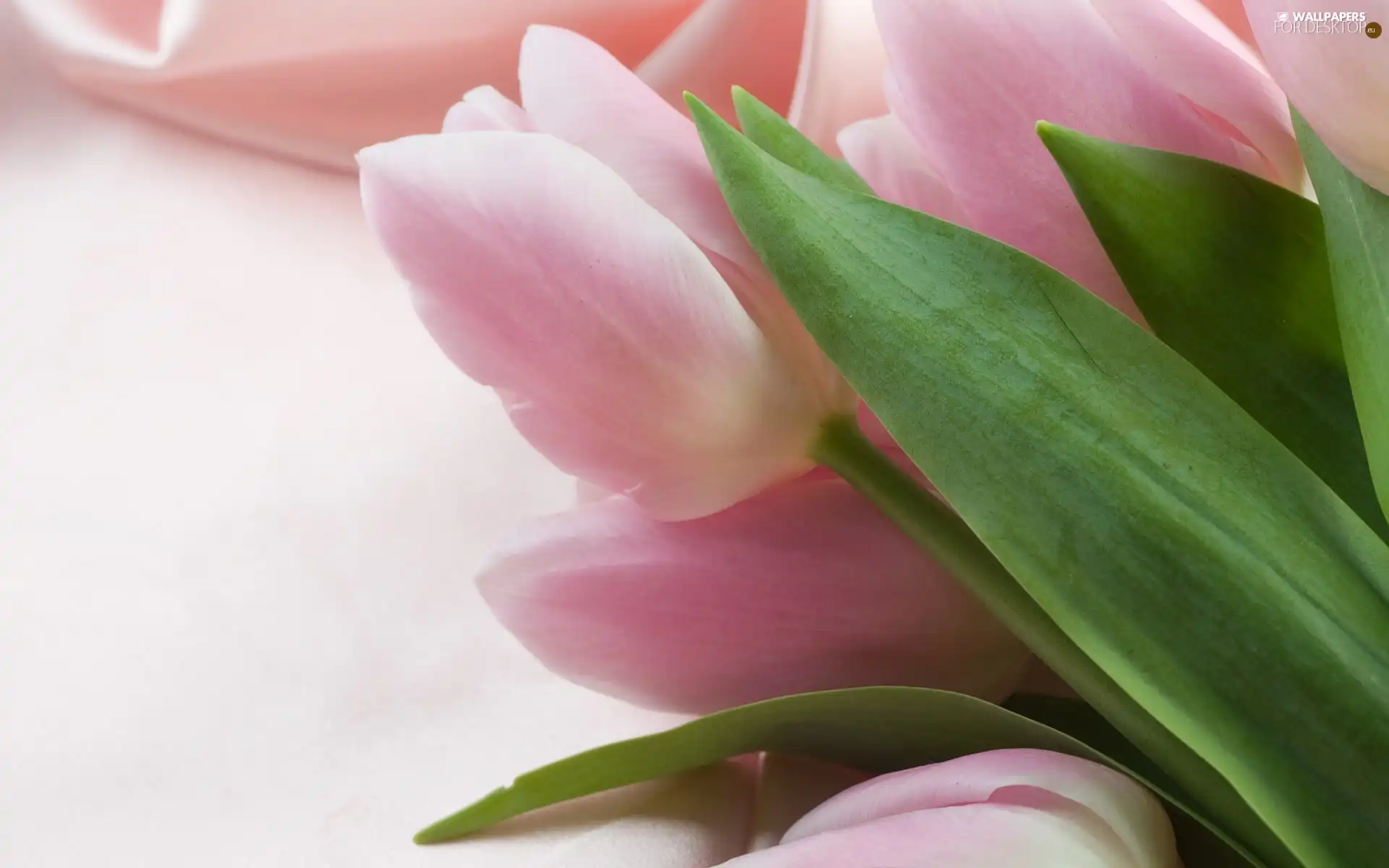 Light pink, green ones, Leaf, Tulips