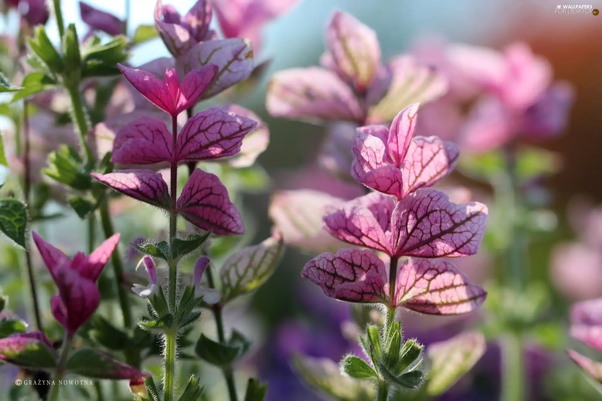 Leaf, Plants, Pink