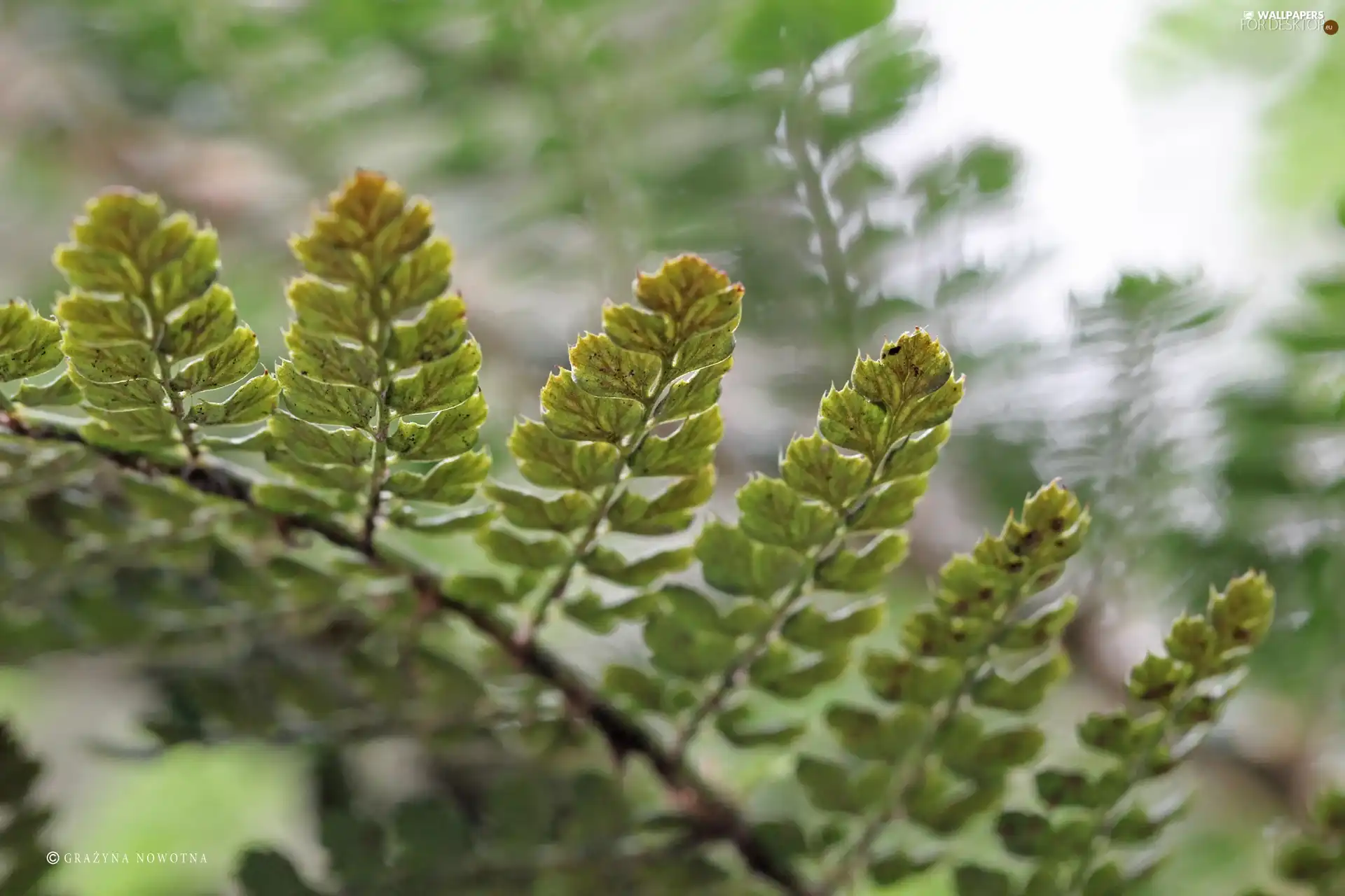 leaf, Fern, plant