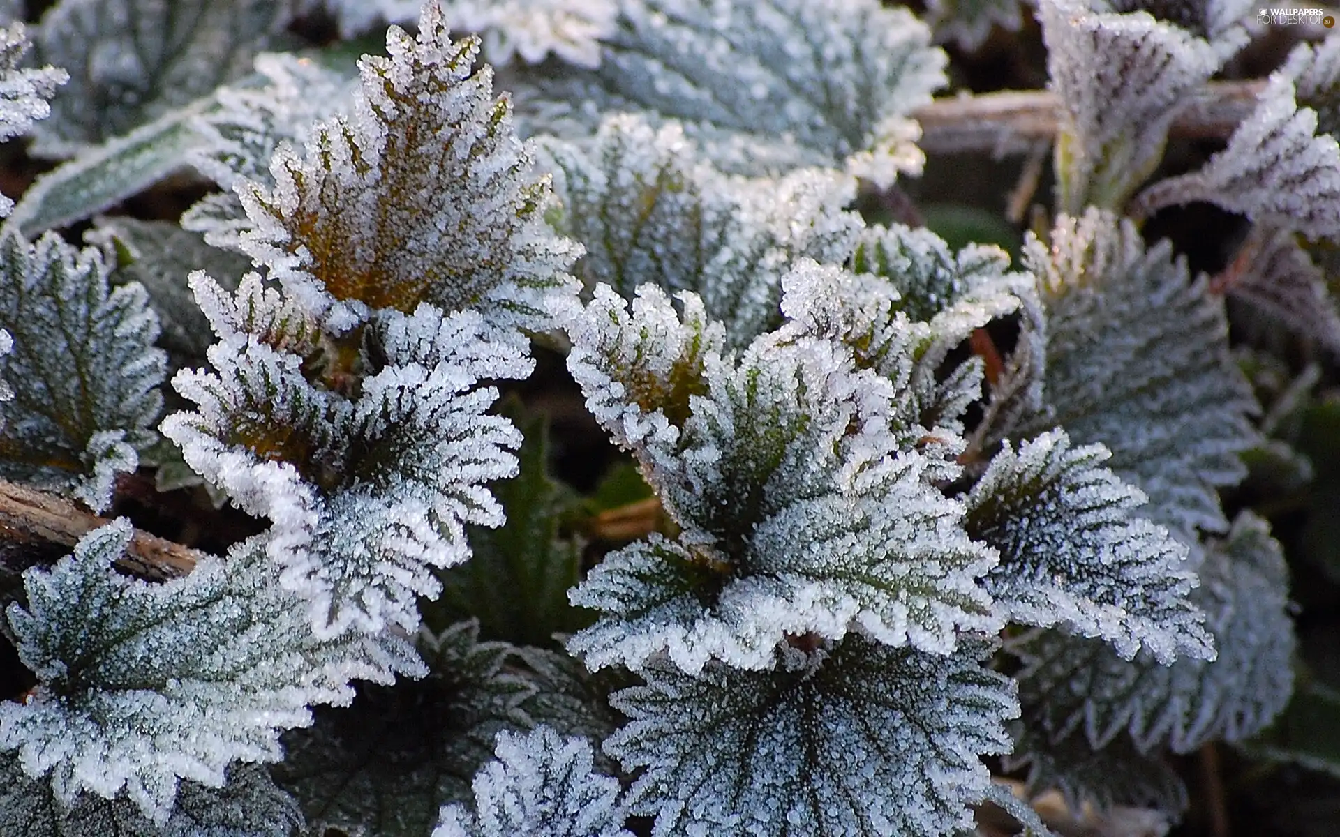 Leaf, frozen, plant