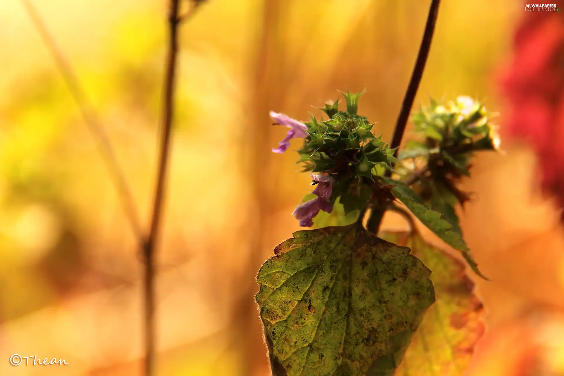 plant, Leaf