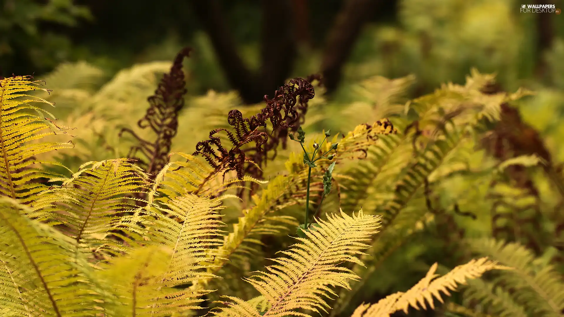 Leaf, fern, Plants