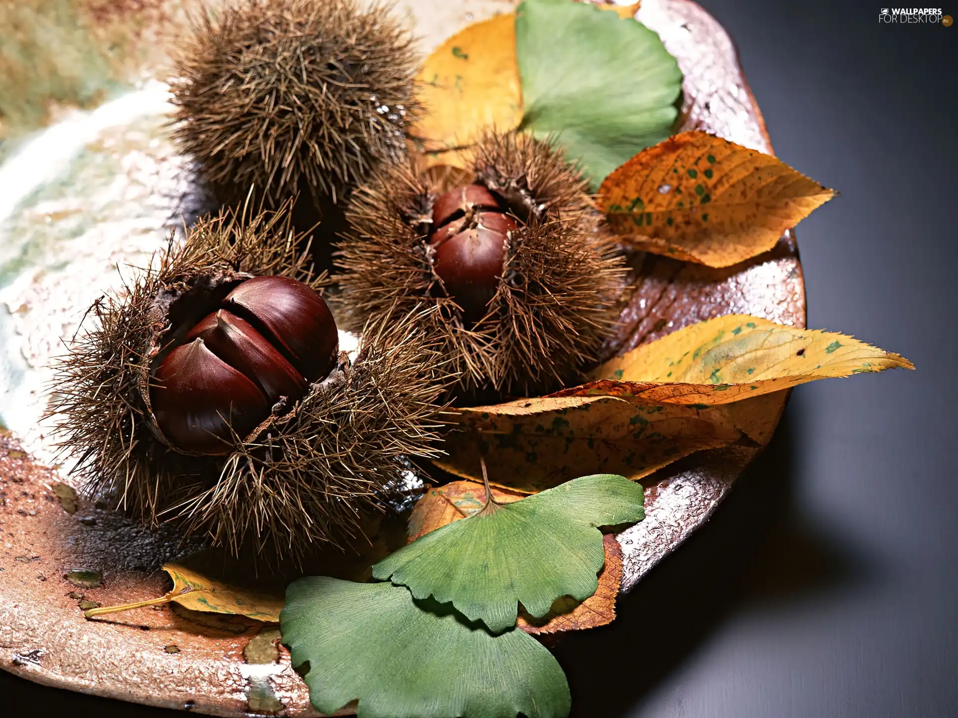 Leaf, chestnut, plate
