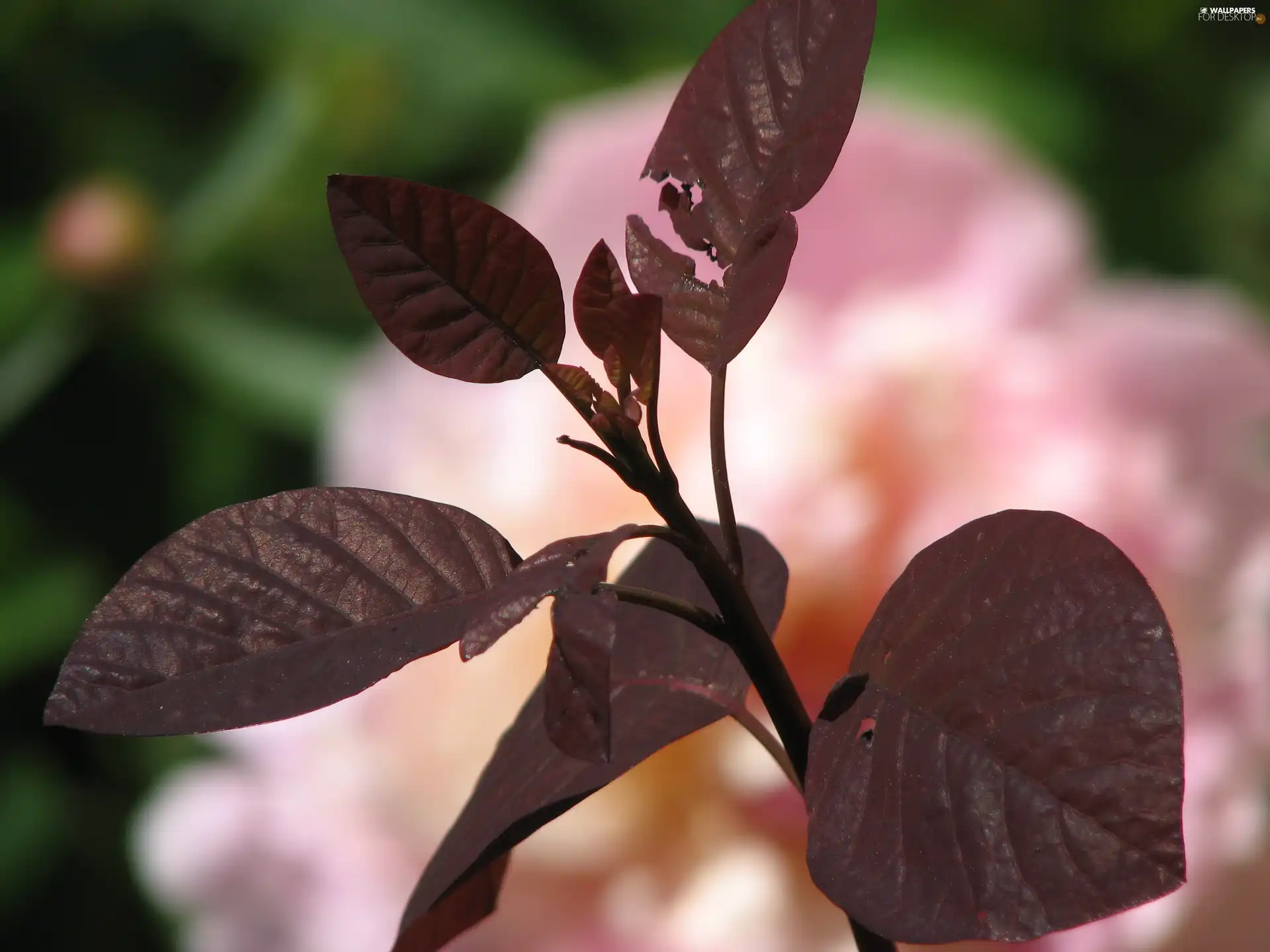 Leaf, Perukowiec, Podolski