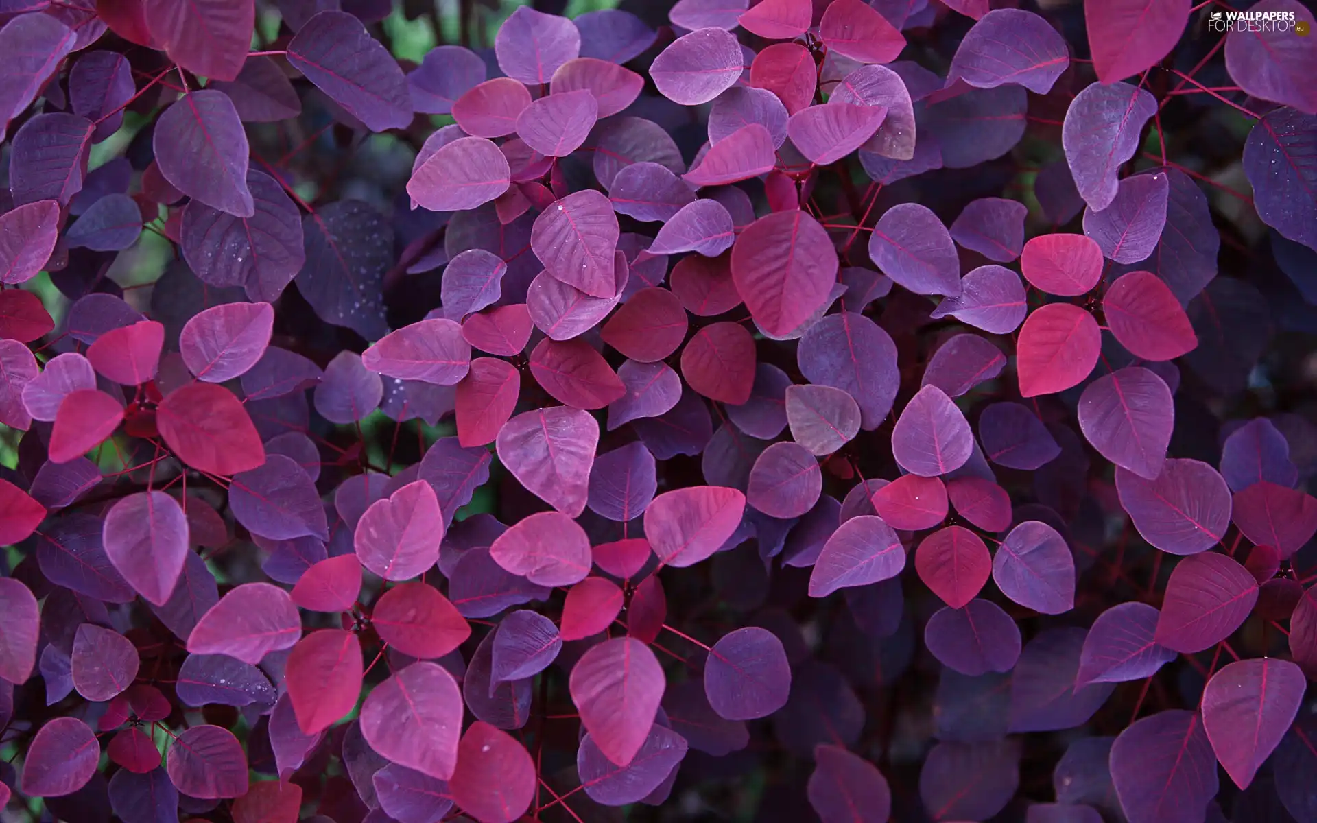 purple, Leaf