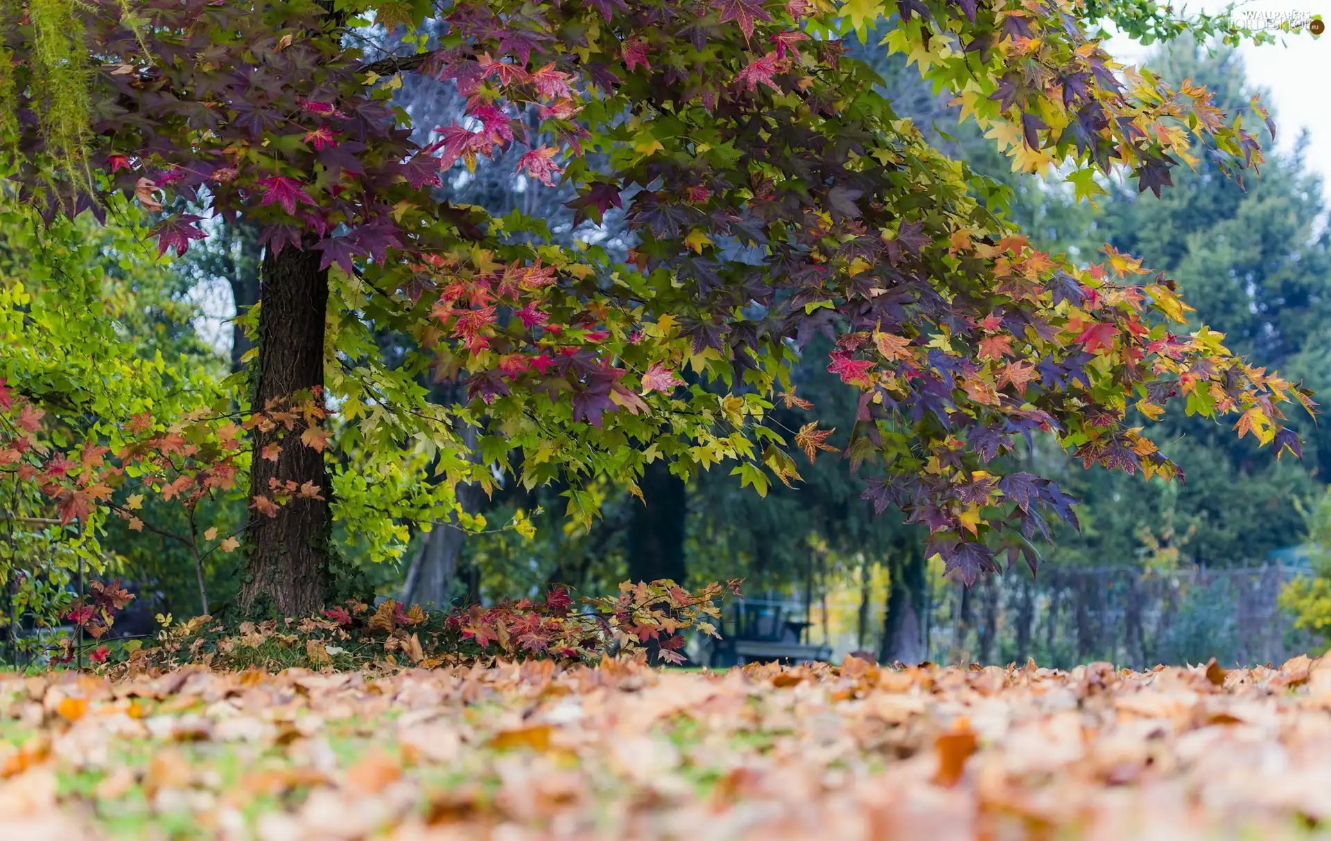 Leaf, trees, purple