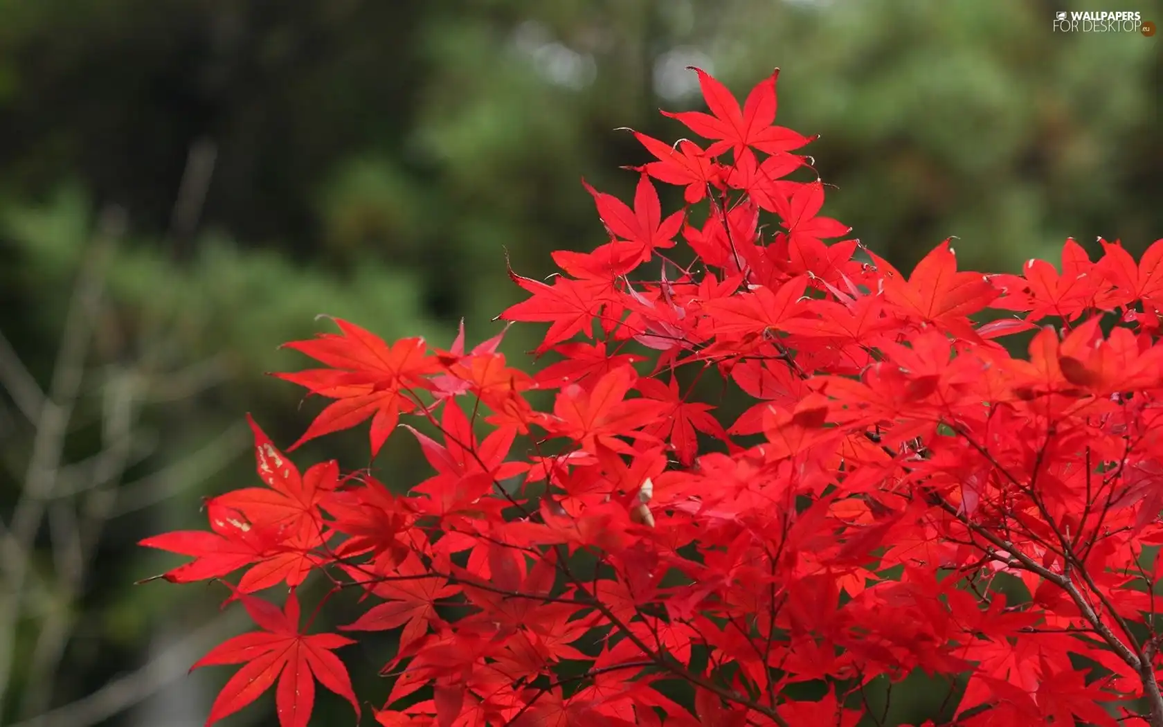 Red, Leaf