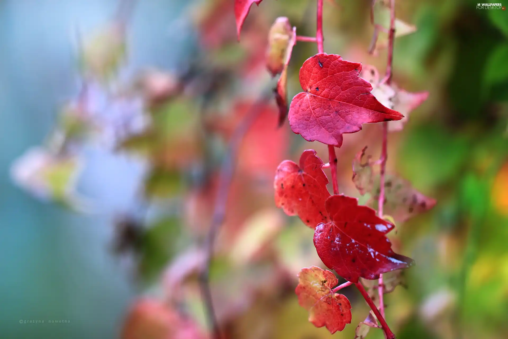 Leaf, ivy, Red