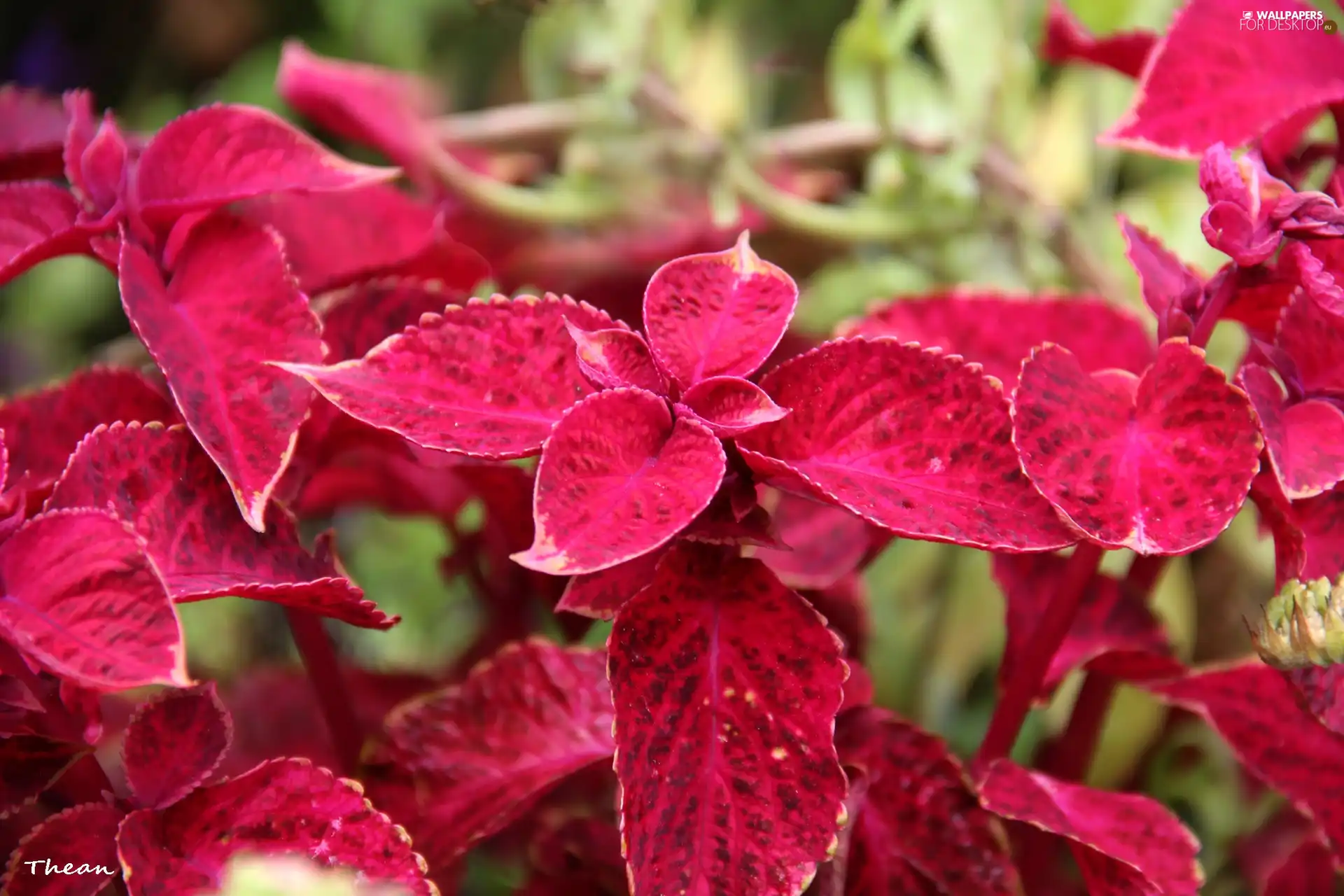 Leaf, plant, Red