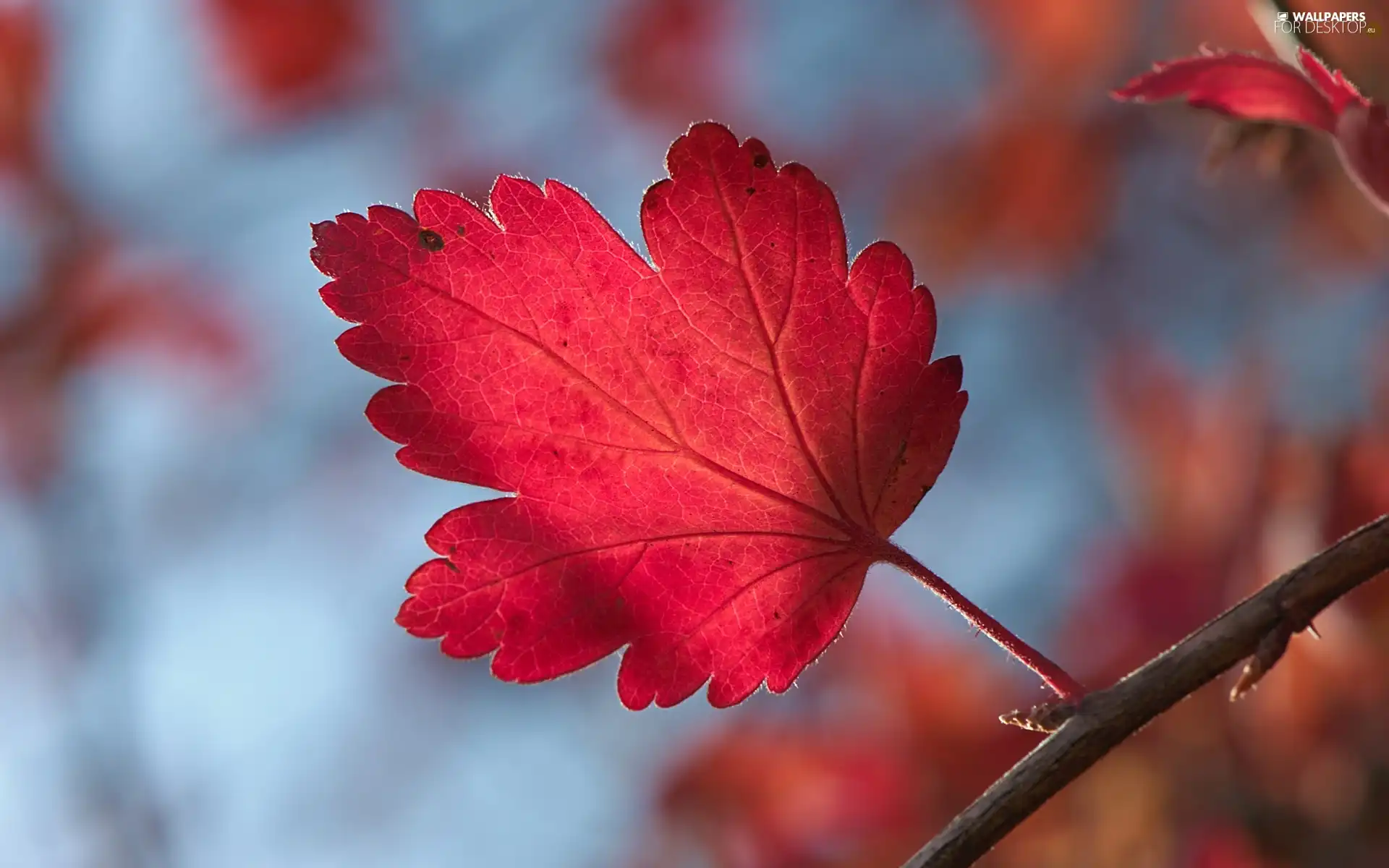 Red, leaf
