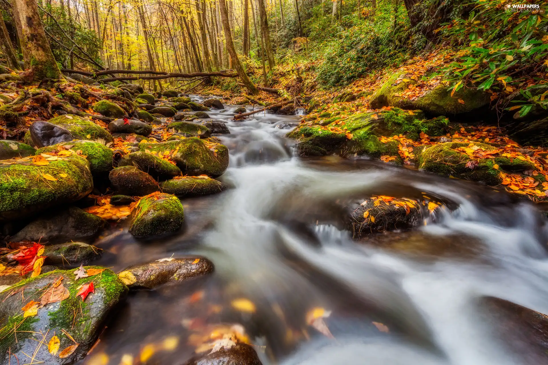 Stones, Leaf, River, autumn, forest