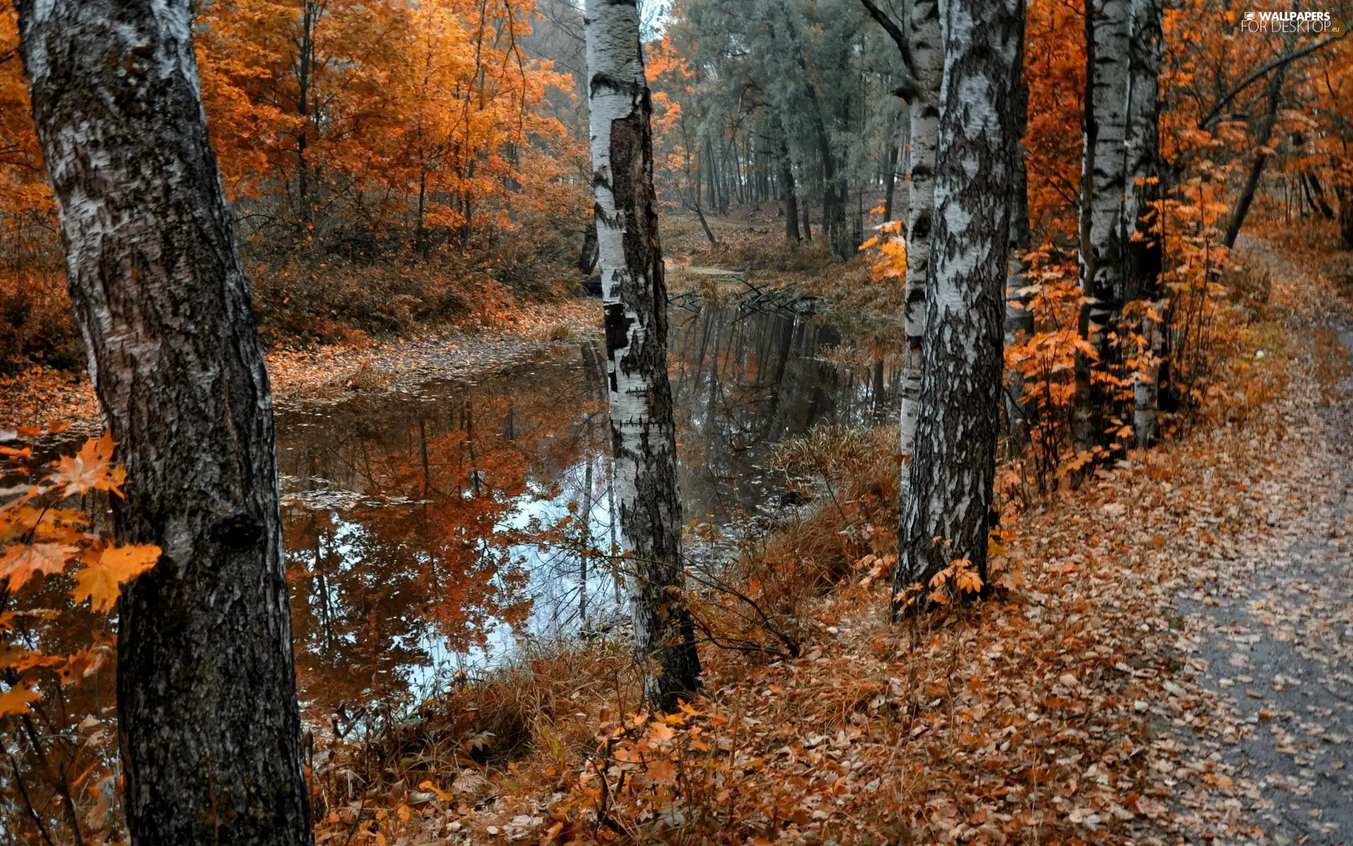 River, viewes, Leaf, trees