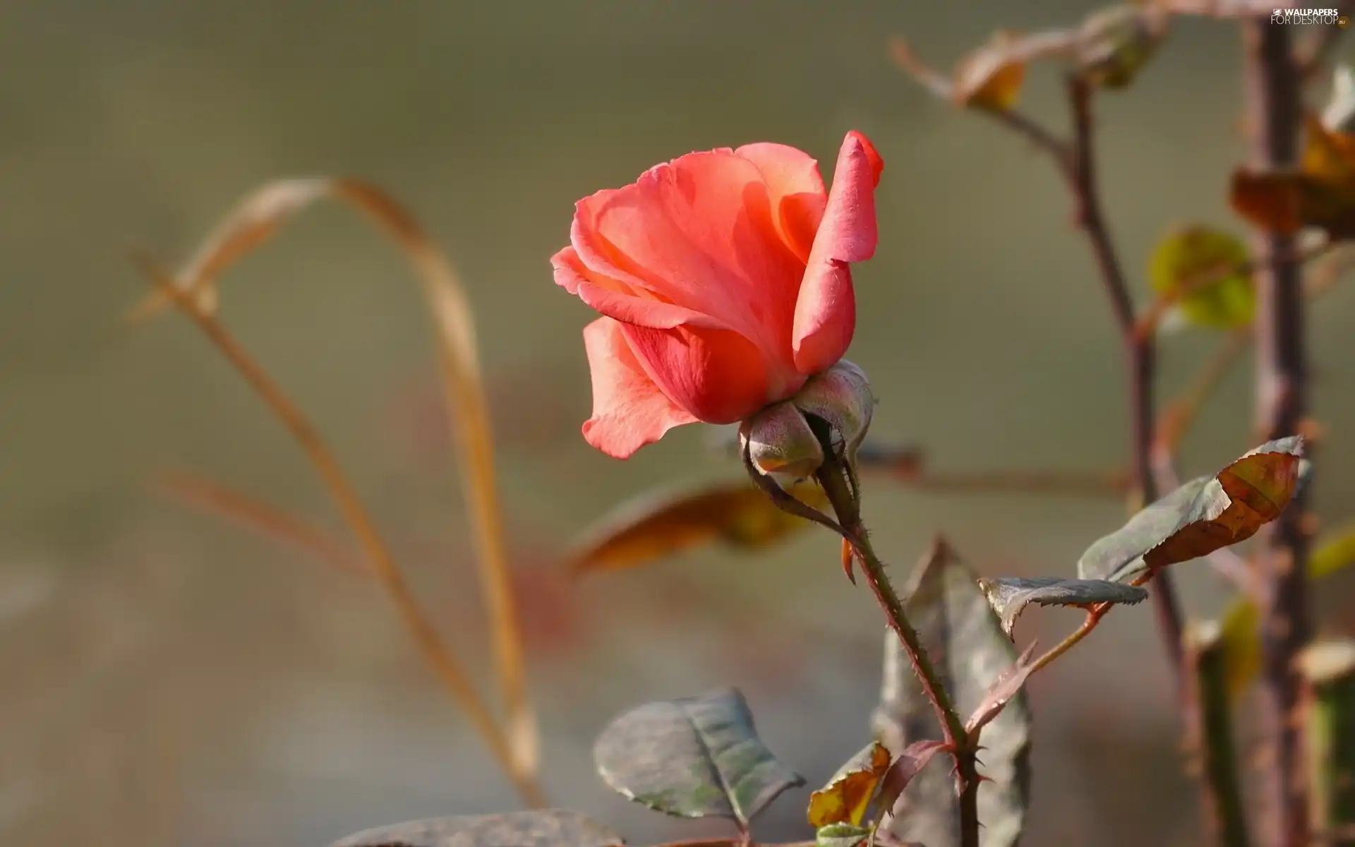 Leaf, Bush, rose