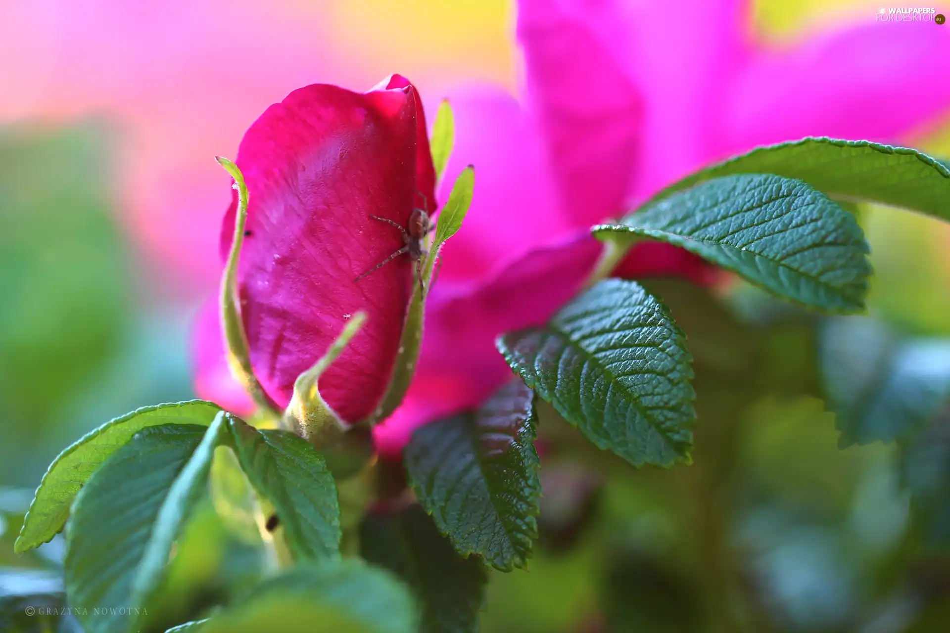 rose, Colourfull Flowers, Leaf, Spider