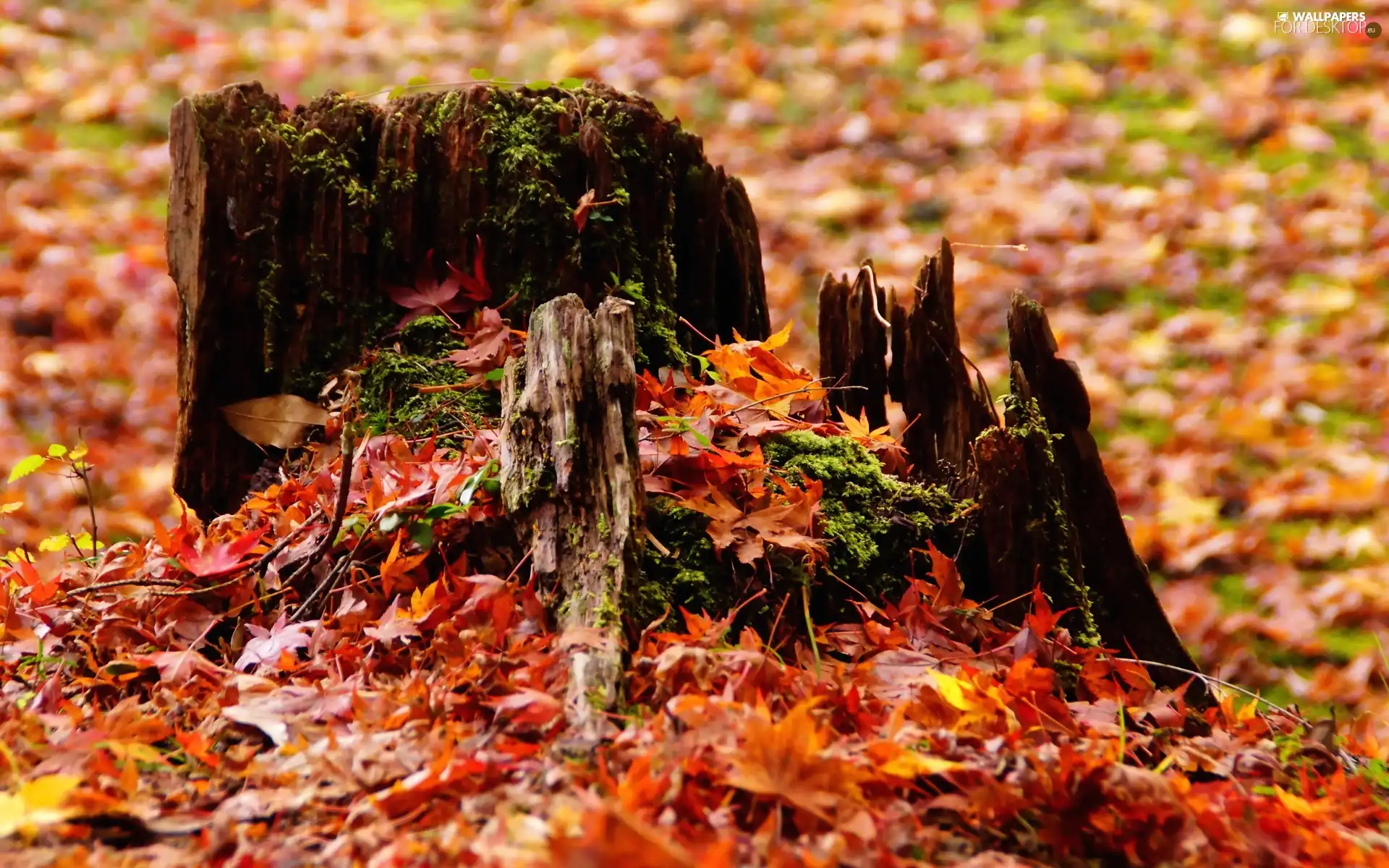 rotten, Autumn, Leaf, trunk